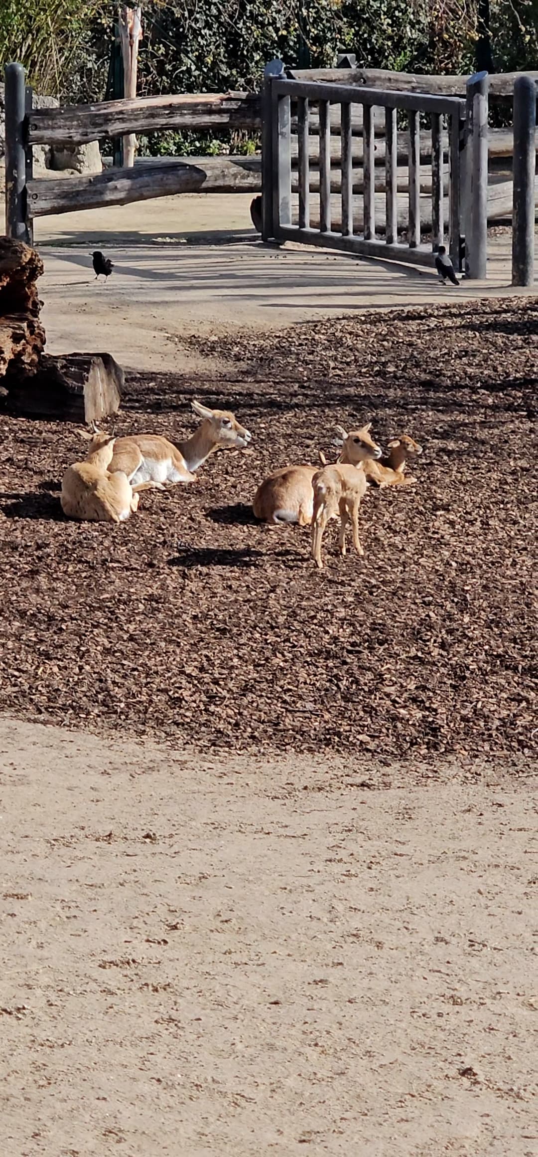 Footage shows antelopes at Schoenbrunn Zoo in Vienna, Austria, filmed on 1 April 2026. A blackbuck antelope was shot at the zoo on 29th March 2026. Note: Photo is a screenshot from a video. (Newsflash)