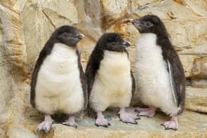 Photo shows three endangered Northern Rockhopper Penguin chicks stand side by side at Tiergarten Schoenbrunn zoo in Vienna, Austria, on June 2, 2026.
Note: Photo with obtained permission.
(Daniel Zupanc/Clipzilla/NX)