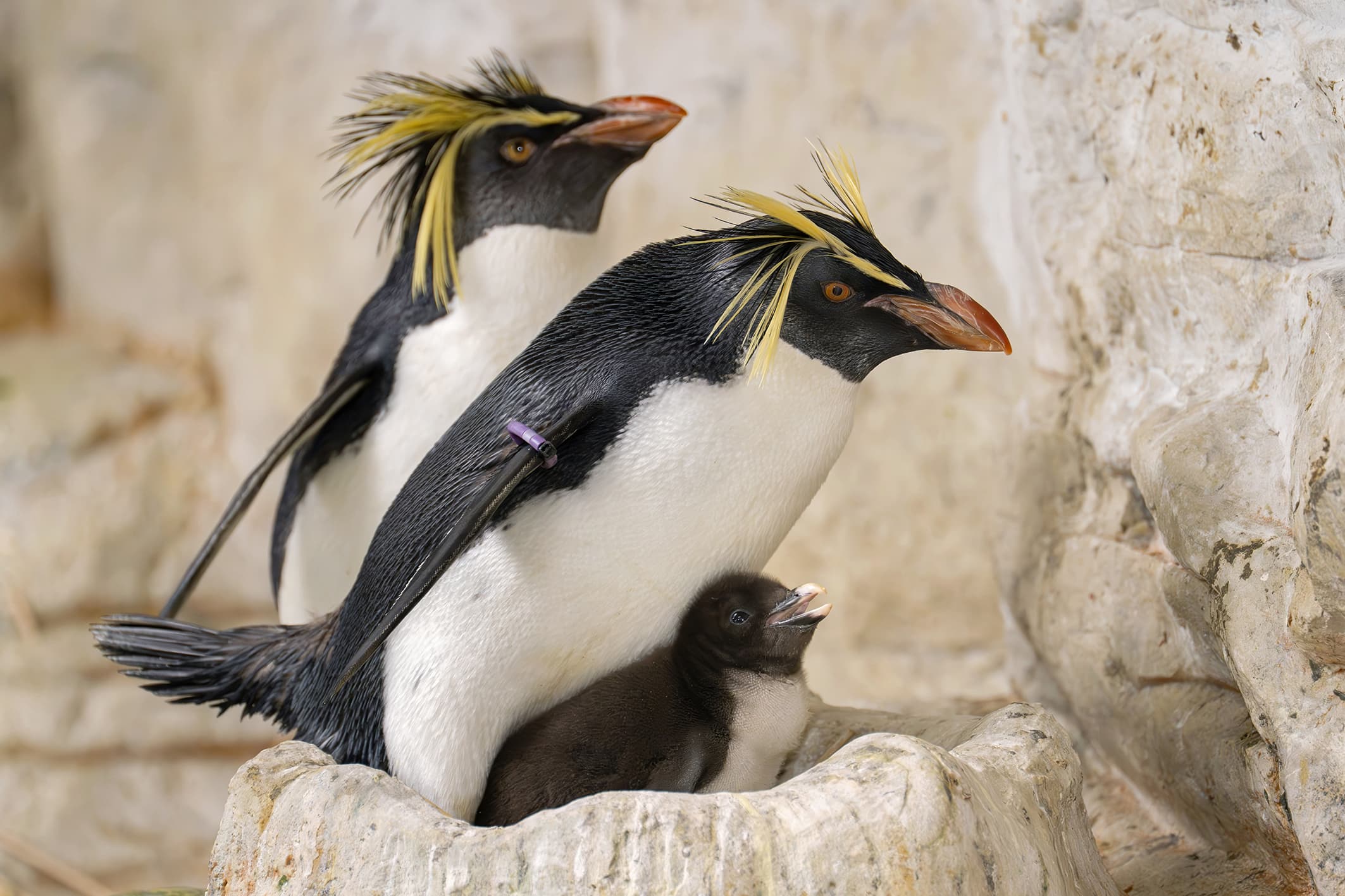 Photo shows adult Northern Rockhopper Penguins caring for their chicks inside the rocky enclosure at Tiergarten Schoenbrunn zoo in Vienna, Austria, on June 2, 2026.  Note: Photo with obtained permission. (Daniel Zupanc/Clipzilla/NX)