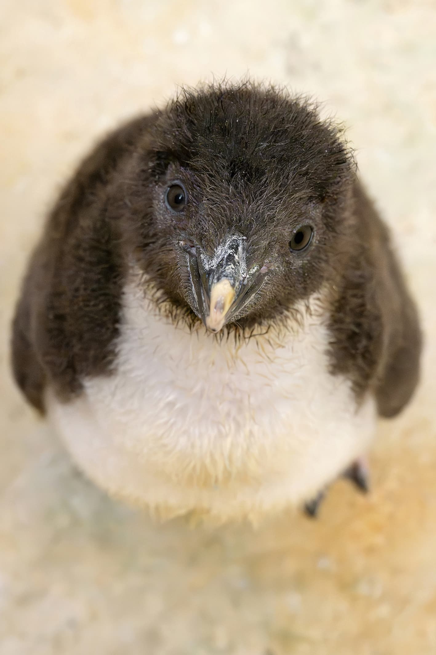 Photo shows a fluffy Northern Rockhopper Penguin chick at Tiergarten Schoenbrunn zoo in Vienna, Austria, on June 2, 2026.
Note: Photo with obtained permission. (Daniel Zupanc/Clipzilla/NX)