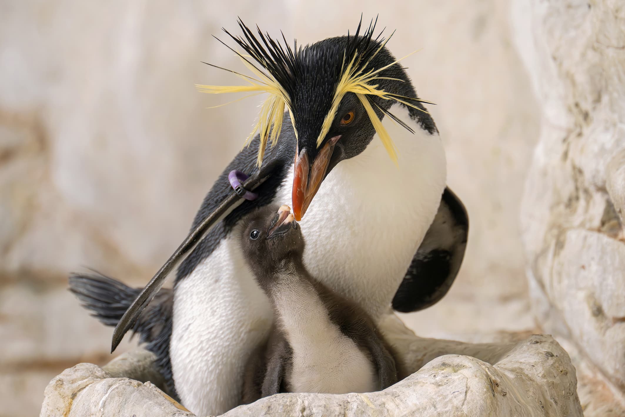 Photo shows an adult Northern Rockhopper Penguin feeding its chick during the zoo’s endangered species breeding programme at Tiergarten Schoenbrunn zoo in Vienna, Austria, on June 2, 2026.
Note: Photo with obtained permission. (Daniel Zupanc/Clipzilla/NX)