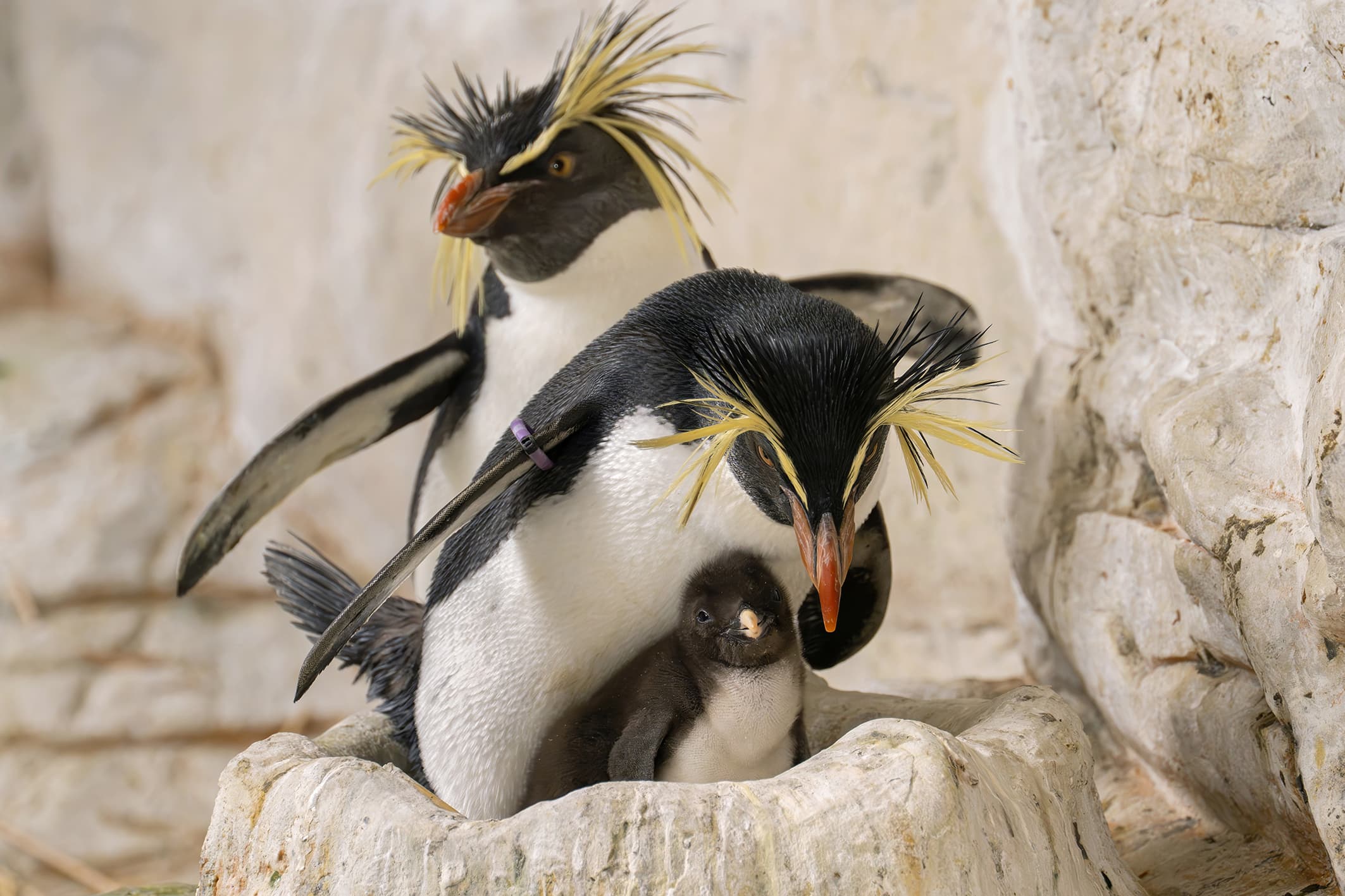 Photo shows Northern Rockhopper Penguin parents interacting with their chicks inside the enclosure at Tiergarten Schoenbrunn zoo in Vienna, Austria, on June 2, 2026. Note: Photo with obtained permission. (Daniel Zupanc/Clipzilla/NX)