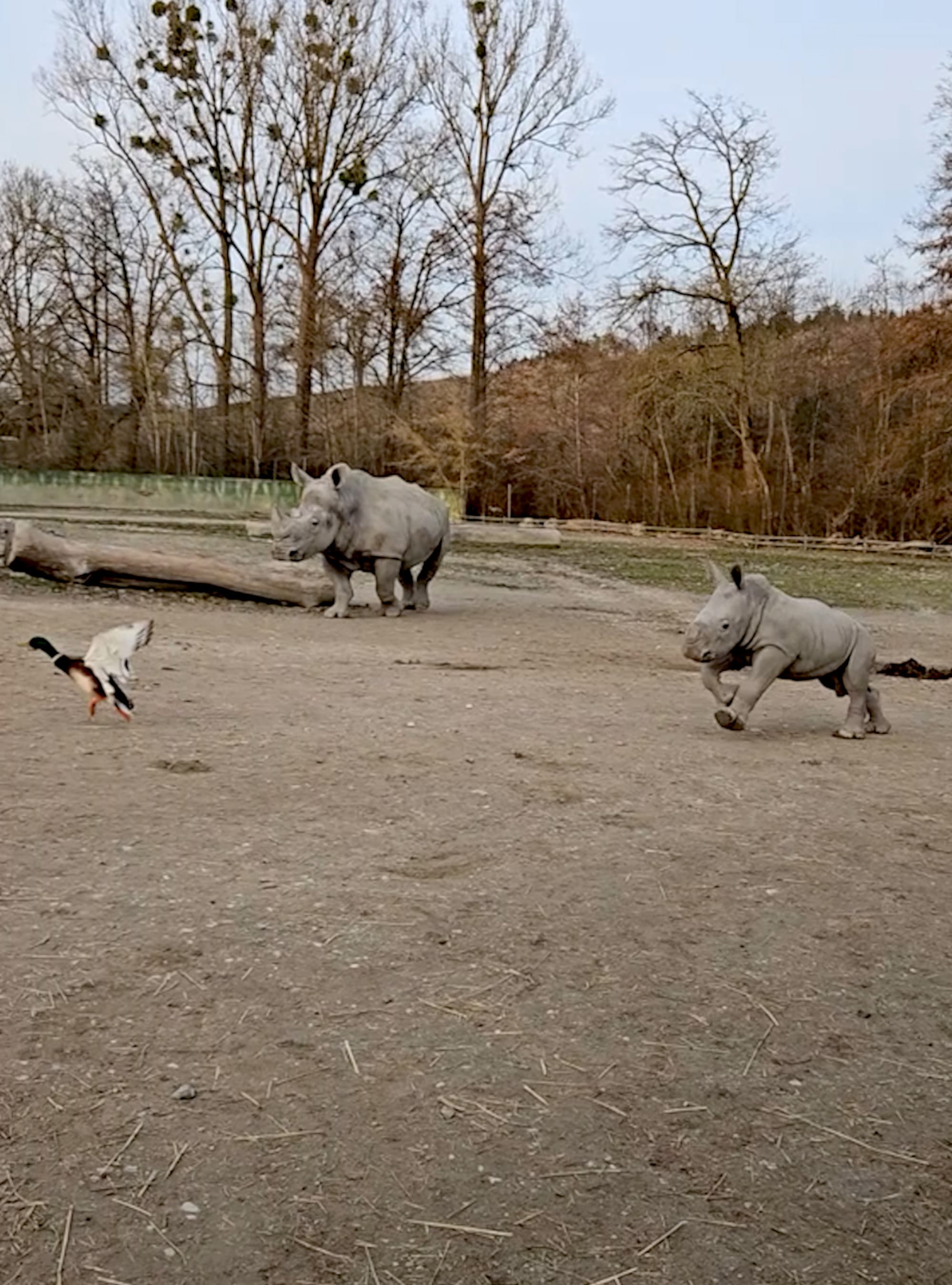 Baby rhino chases duck through enclosure at the Schmiding Zoo in Krenglbach, Austria, undated. Note: Photo is a screenshot from a video. (Zoo Schmiding/Newsflash)