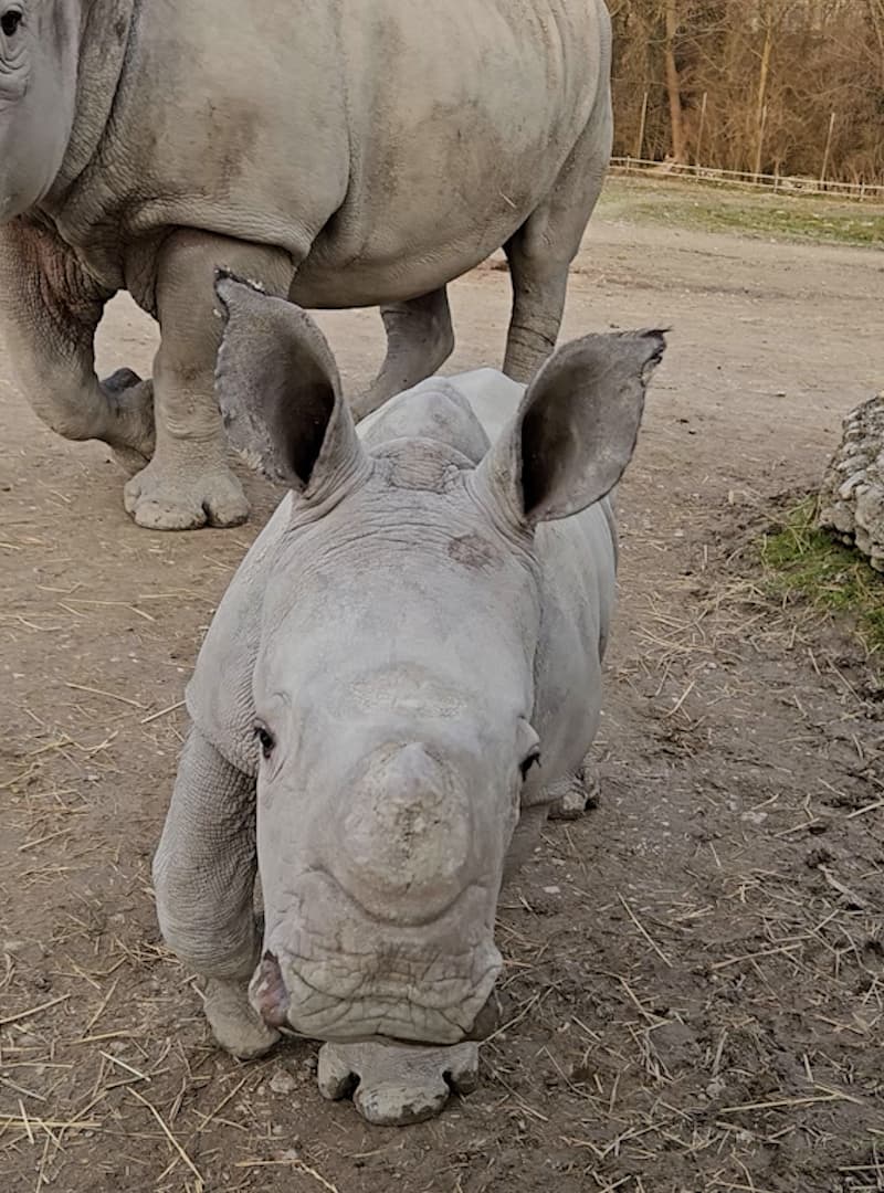 Video shows baby rhino at the Schmiding Zoo in Krenglbach, Austria, undated. Note: Photo is a screenshot from a video. (Zoo Schmiding/Newsflash)