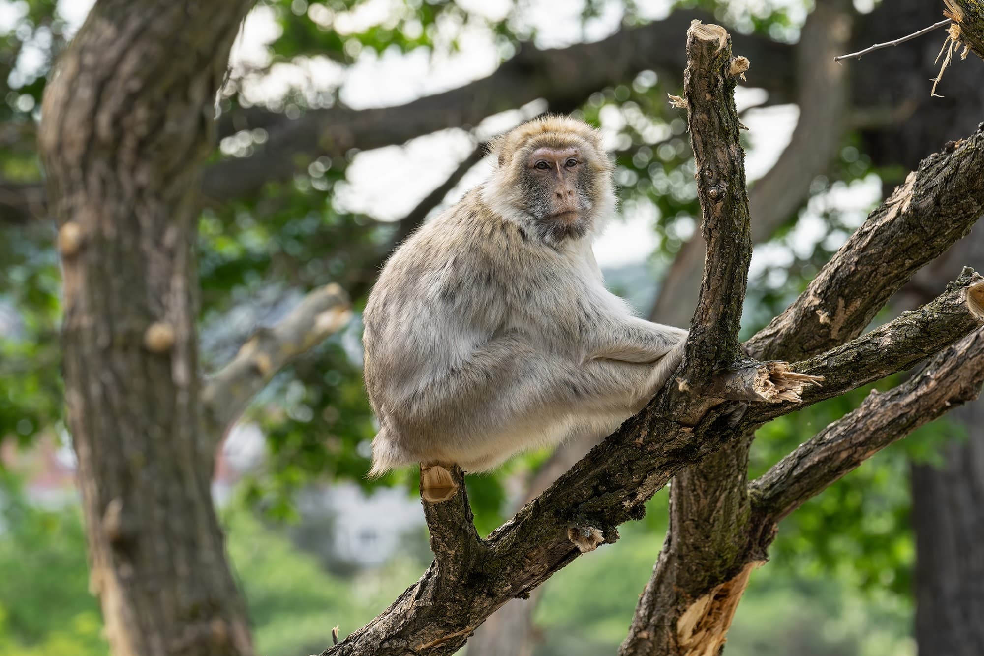 Picture shows barbary macaque on new climbing tree, undated. Nearly 100 black locust tree trunks from the Austrian Federal Forests provide new climbing and activity opportunities. Note: Licensed photo. (Daniel Zupanc/Newsflash/NX)
