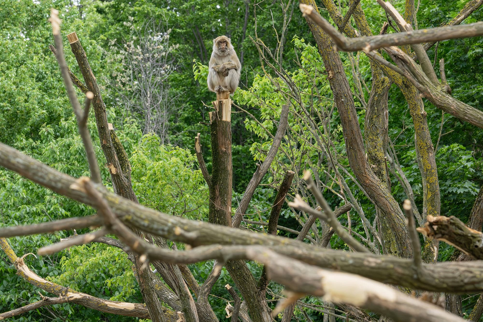 Picture shows barbary macaque on new climbing tree, undated. Nearly 100 black locust tree trunks from the Austrian Federal Forests provide new climbing and activity opportunities. Note: Licensed photo. (Daniel Zupanc/Newsflash/NX)