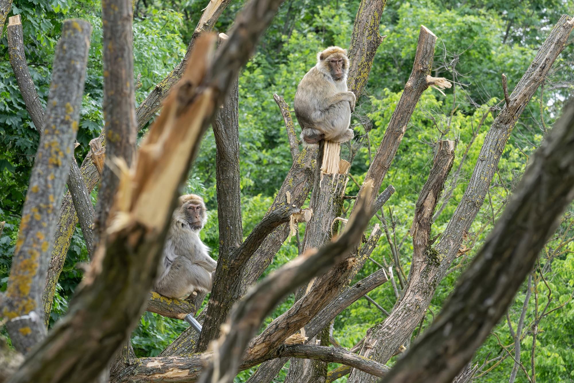 Picture shows barbary macaque on new climbing tree, undated. Nearly 100 black locust tree trunks from the Austrian Federal Forests provide new climbing and activity opportunities. Note: Licensed photo. (Daniel Zupanc/Newsflash/NX)