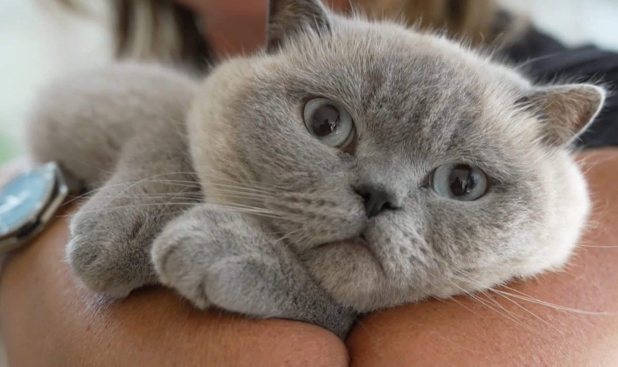 Picture shows Leo, a British Shorthair cat, undated. He scratched the neighbor's wooden exterior wall and his family was sued for the damages. Note: Photo is a screenshot from video. (Newsflash/NX)