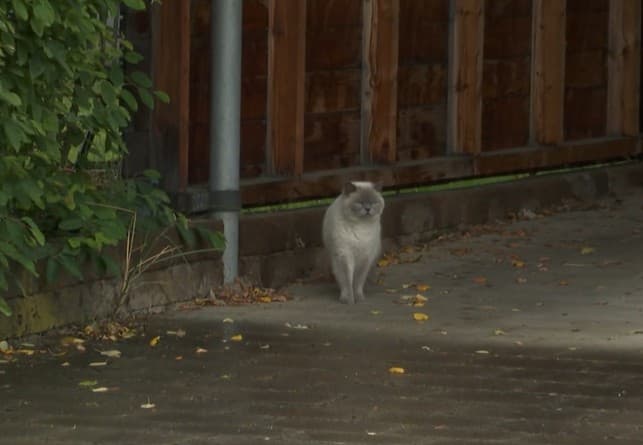 Picture shows Leo, a British Shorthair cat, undated. He scratched the neighbor's wooden exterior wall and his family was sued for the damages. Note: Photo is a screenshot from video. (Newsflash/NX)
