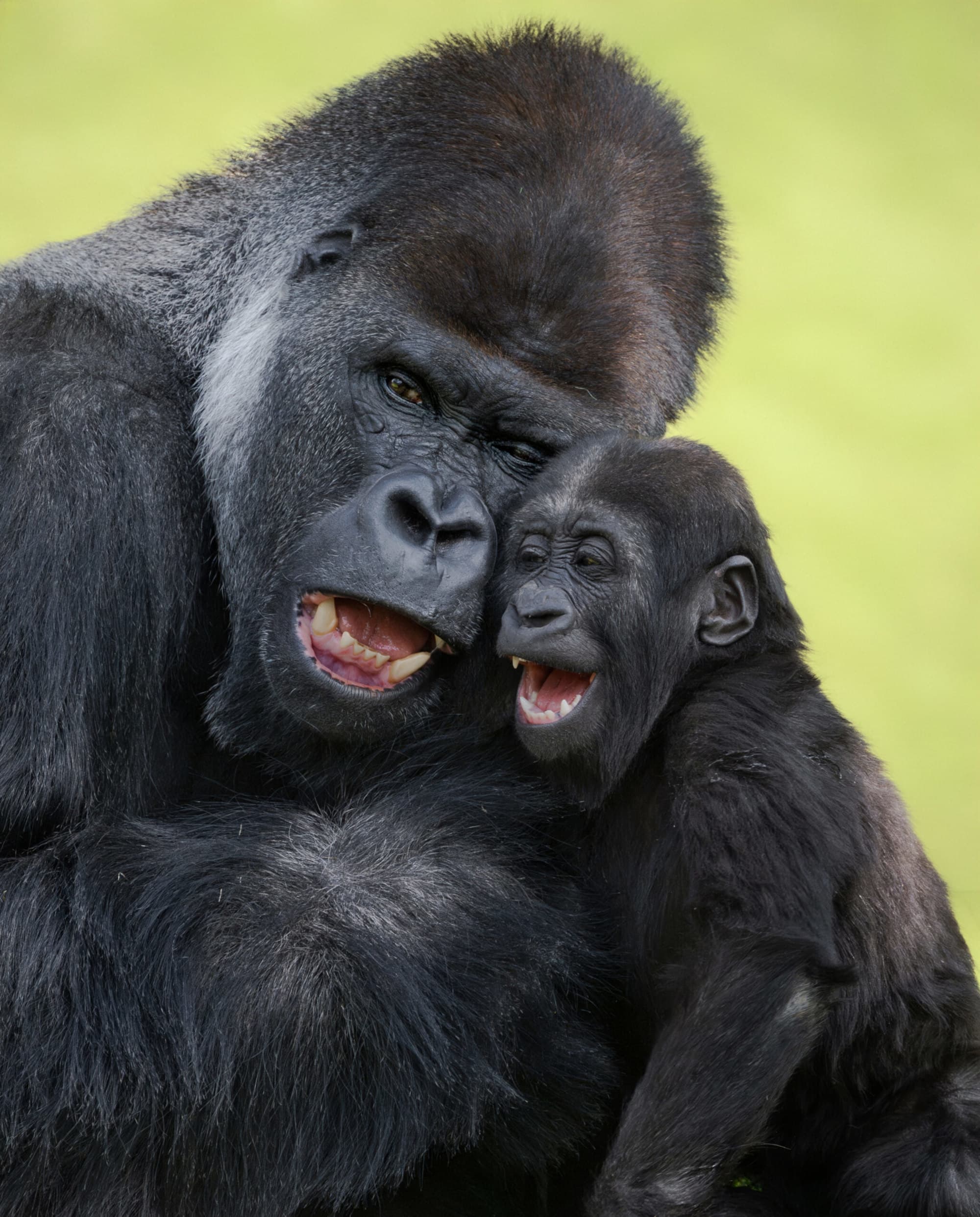 Silverback gorilla Awembe and son Jabari play at Zoo Schmiding, in Austria. Many silverbacks tend to be reserved with younger gorillas but Awembe  is not. Note: Licensed picture. (Zoo Schmiding, Peter Sterns, Newsflash/NX)