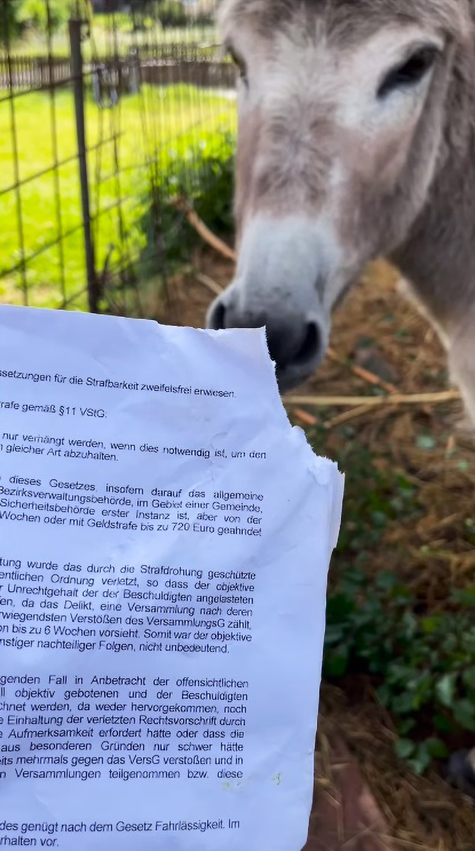 Image shows climate activist Anja Windl from Bavaria, Germany, feeding a detention order to a donkey. The blonde posted the video on her Instagram profile. Note: Photo is a screenshot from a video. (Newsflash)