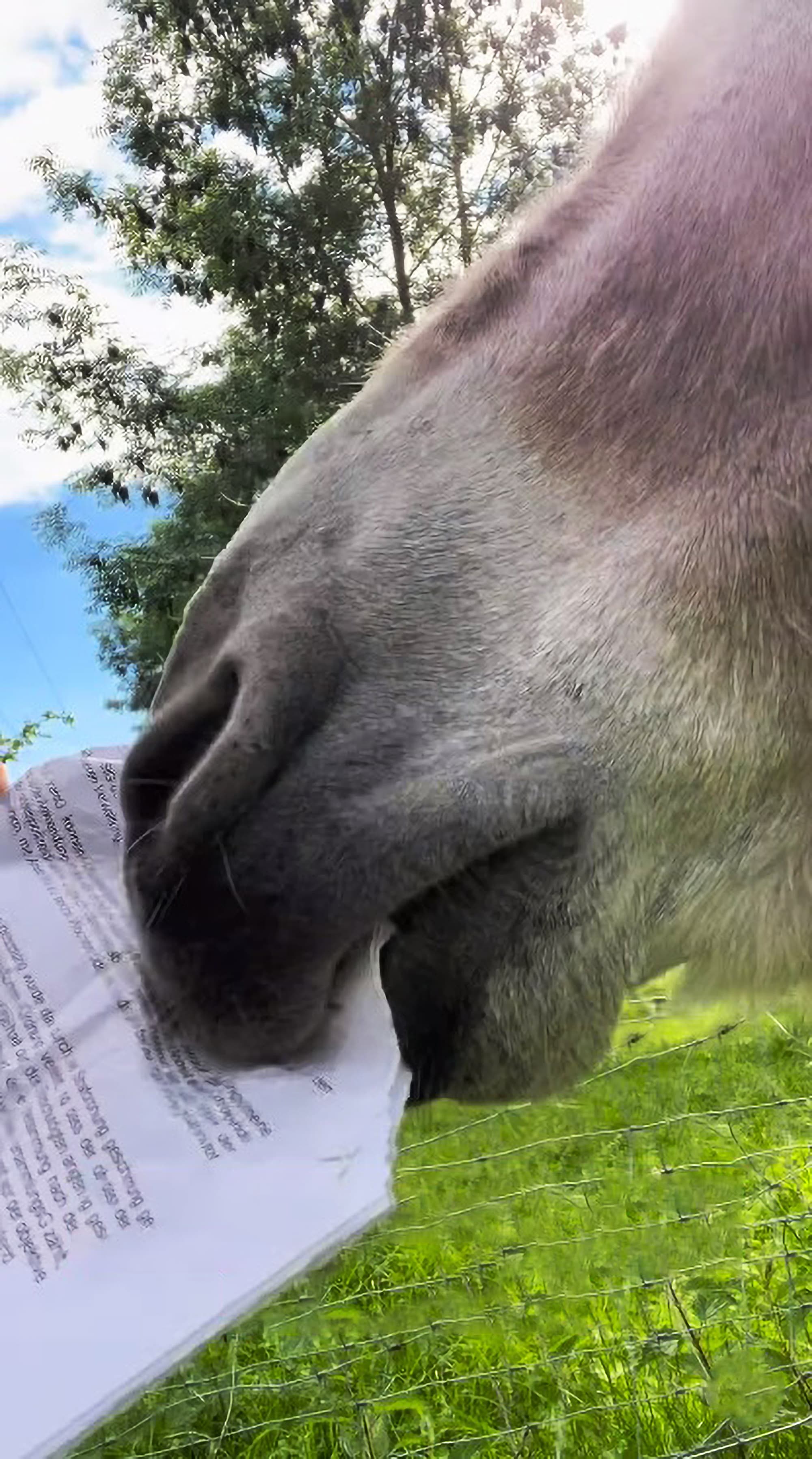 Image shows climate activist Anja Windl from Bavaria, Germany, feeding a detention order to a donkey. The blonde posted the video on her Instagram profile. Note: Photo is a screenshot from a video. (Newsflash)