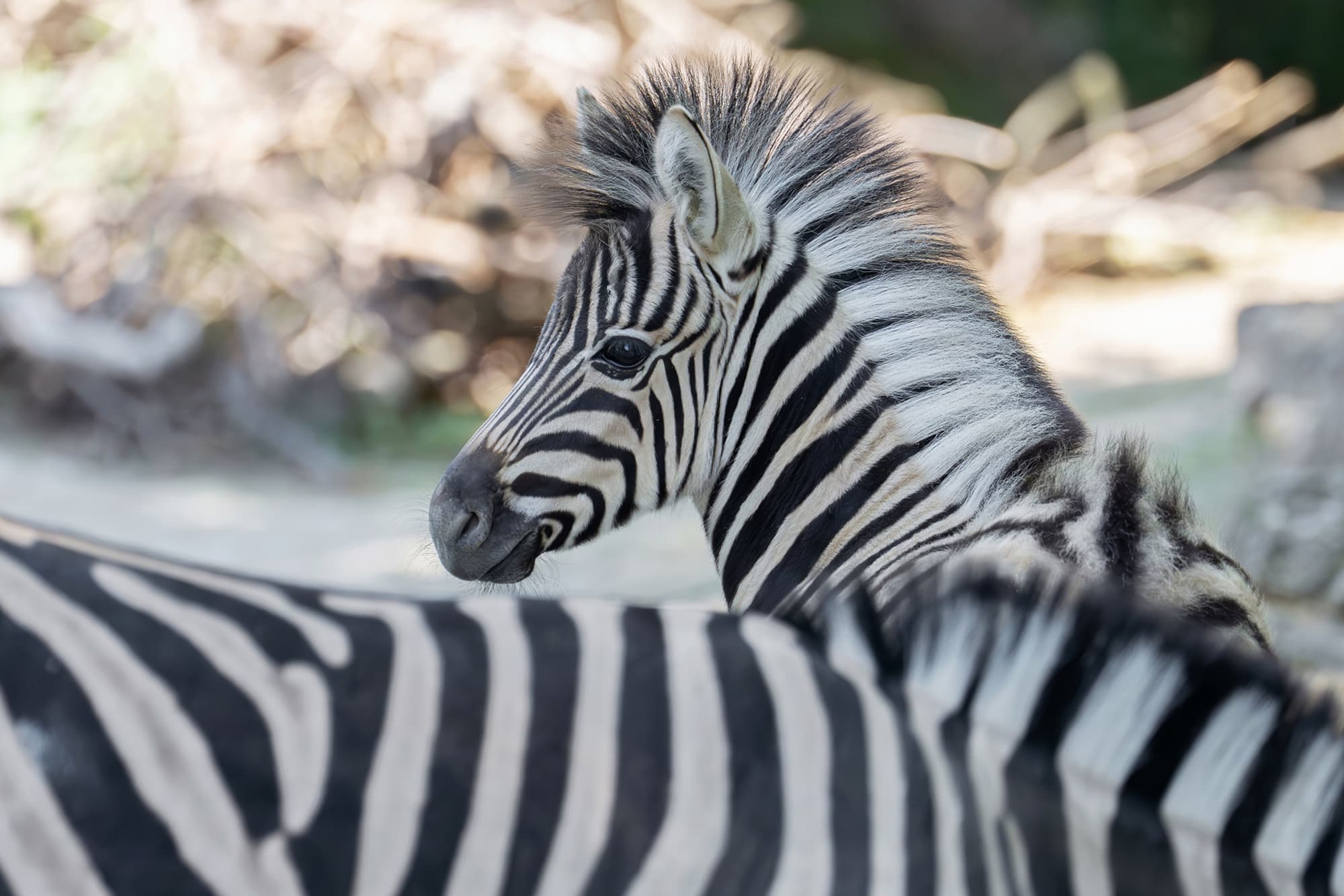 Picture shows male zebra foal born in May, 2026, exploring its enclosure. It's still being nursed regularly, but is showing increasing interest in the food of the adult animals. Note: Press release picture. (Daniel Zupanc, Tiergarten Schonbrunn, Newsflash/NX)