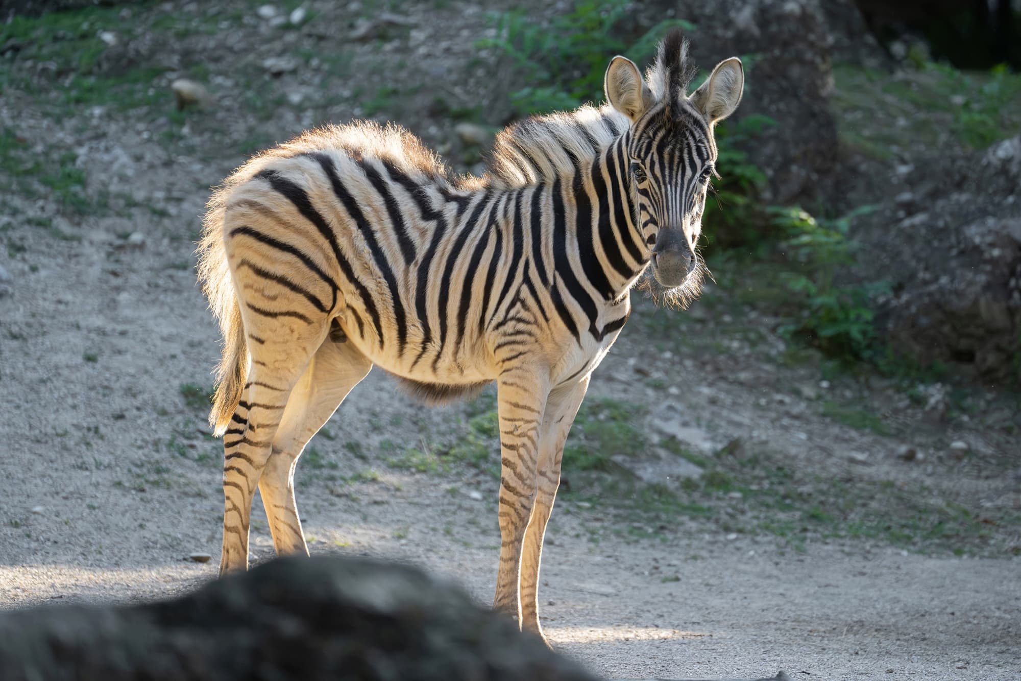 Picture shows male zebra foal born in May, 2026, exploring its enclosure. It's still being nursed regularly, but is showing increasing interest in the food of the adult animals. Note: Press release picture. (Daniel Zupanc, Tiergarten Schonbrunn, Newsflash/NX)