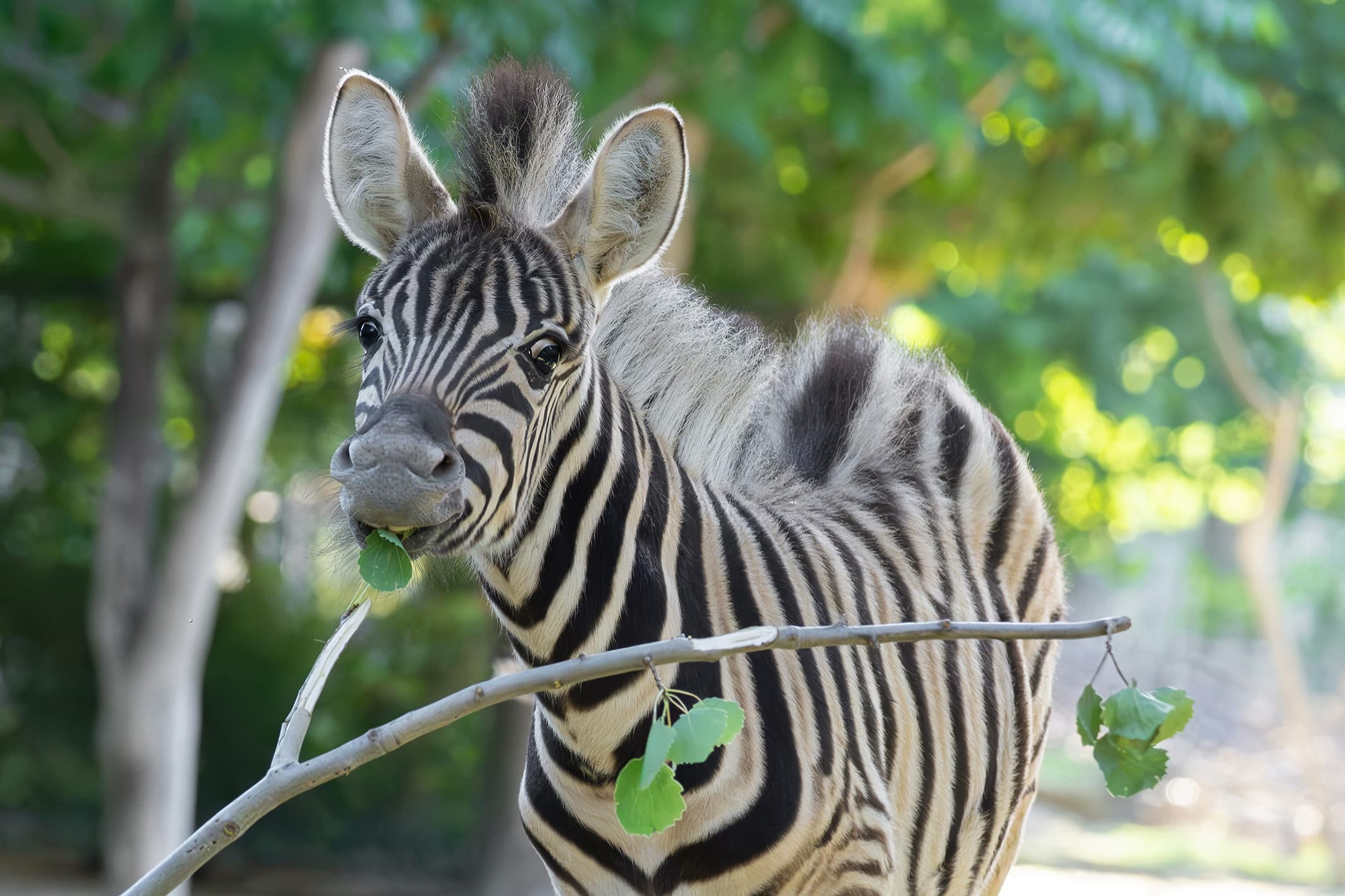 Picture shows male zebra foal born in May, 2026, exploring its enclosure. It's still being nursed regularly, but is showing increasing interest in the food of the adult animals. Note: Press release picture. (Daniel Zupanc, Tiergarten Schonbrunn, Newsflash/NX)