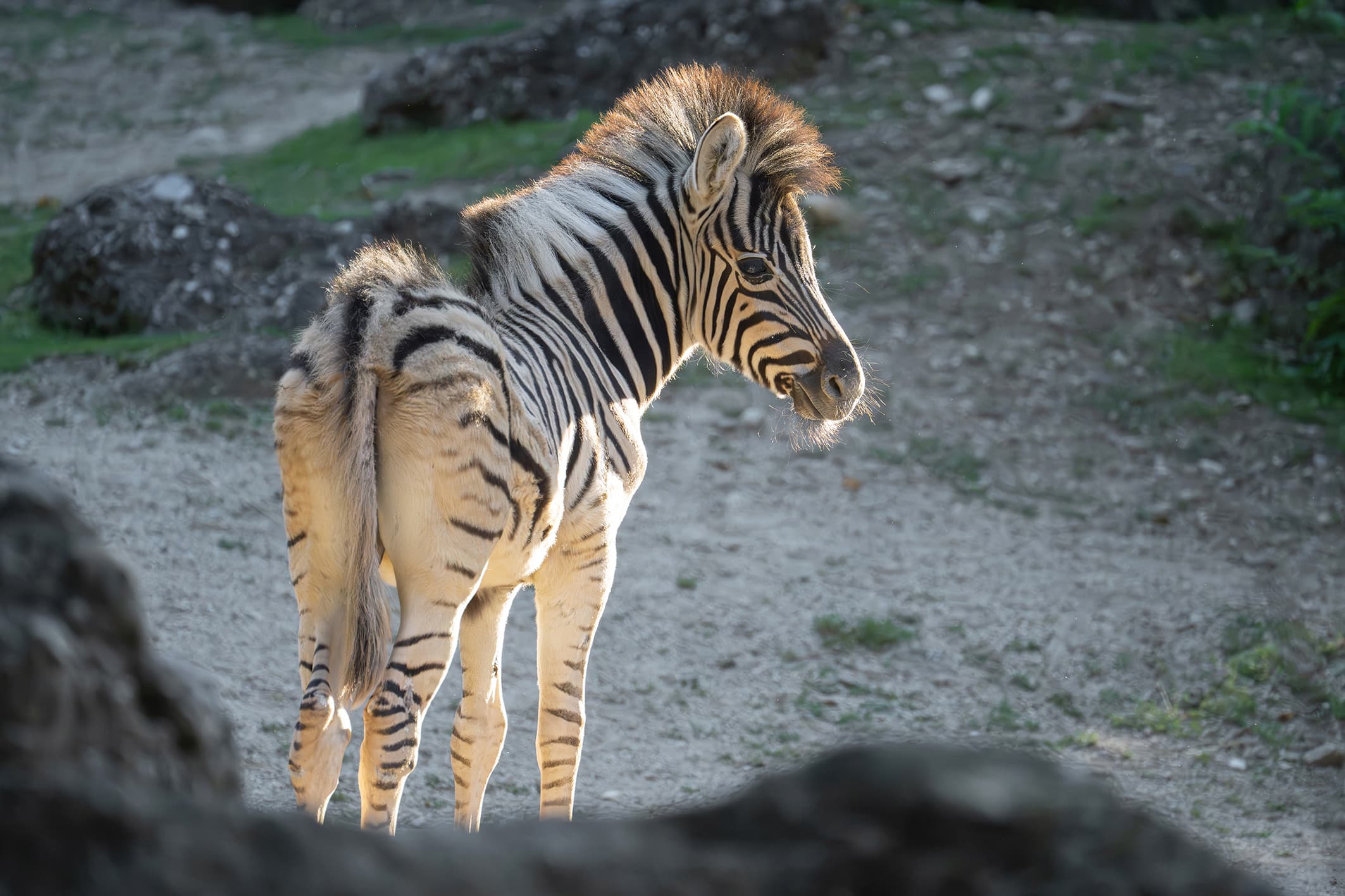 Picture shows male zebra foal born in May, 2026, exploring its enclosure. It's still being nursed regularly, but is showing increasing interest in the food of the adult animals. Note: Press release picture. (Daniel Zupanc, Tiergarten Schonbrunn, Newsflash/NX)