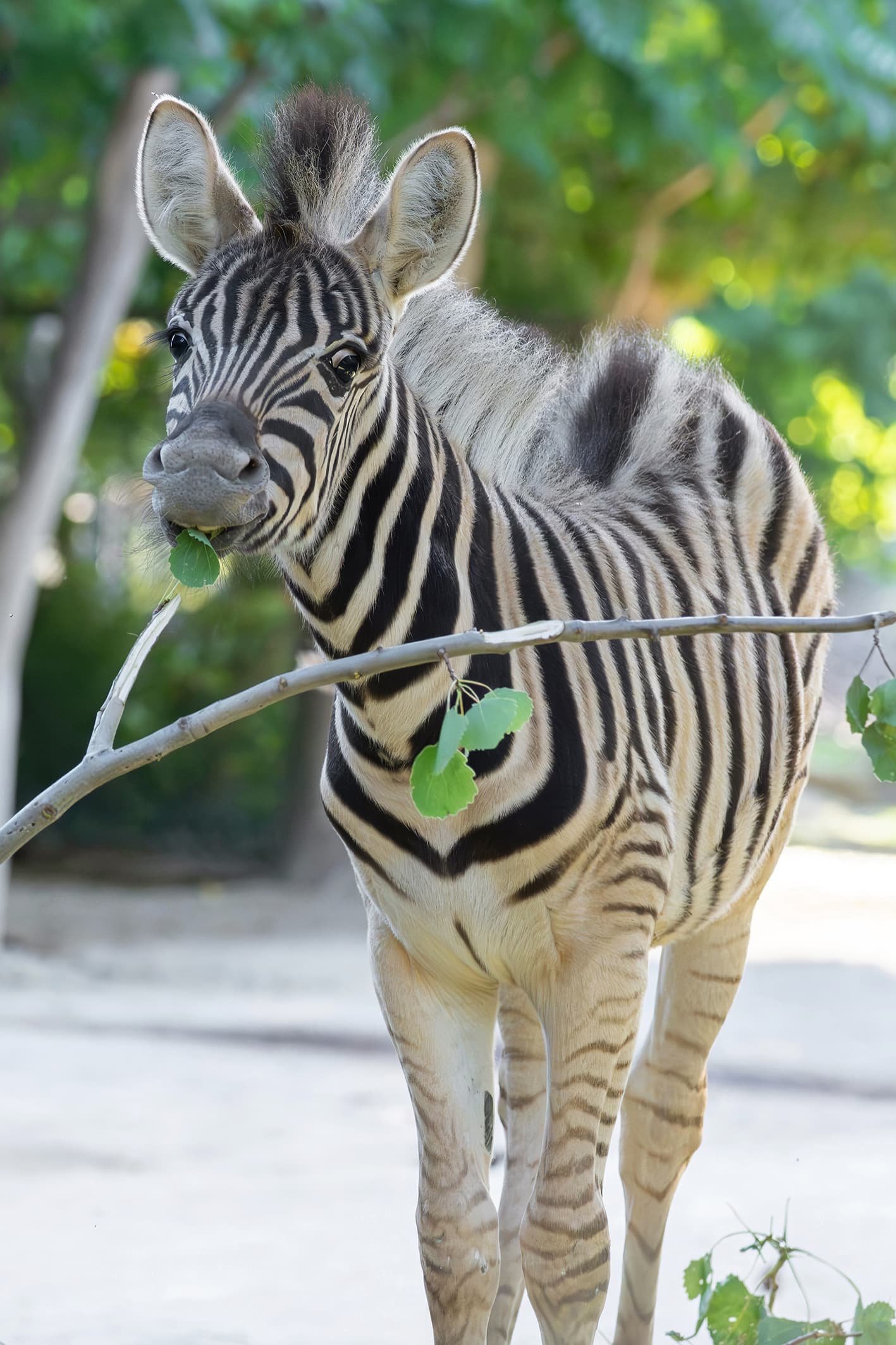 Picture shows male zebra foal born in May, 2026, exploring its enclosure. It's still being nursed regularly, but is showing increasing interest in the food of the adult animals. Note: Press release picture. (Daniel Zupanc, Tiergarten Schonbrunn, Newsflash/NX)