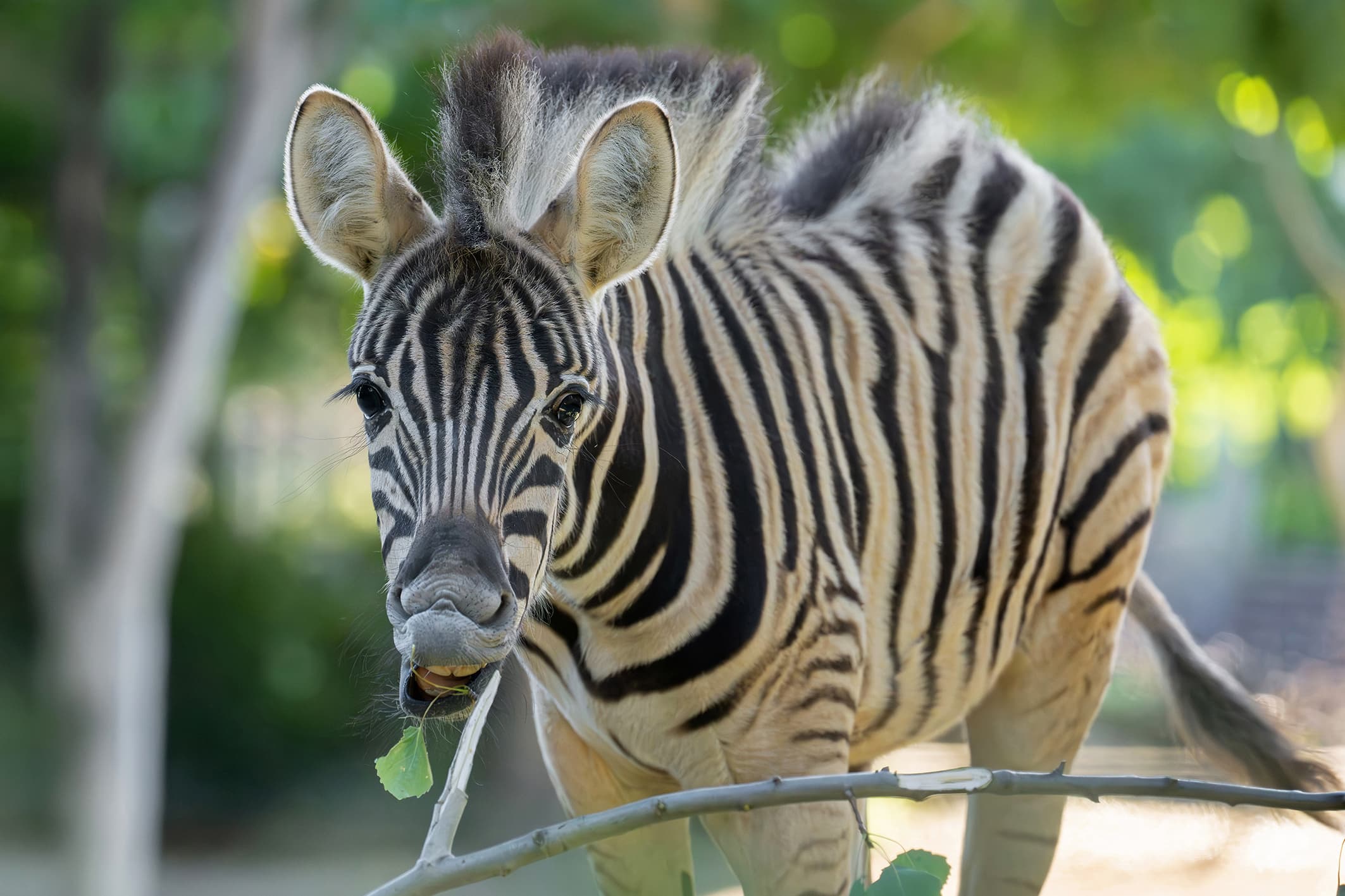Picture shows male zebra foal born in May, 2026, exploring its enclosure. It's still being nursed regularly, but is showing increasing interest in the food of the adult animals. Note: Press release picture. (Daniel Zupanc, Tiergarten Schonbrunn, Newsflash/NX)