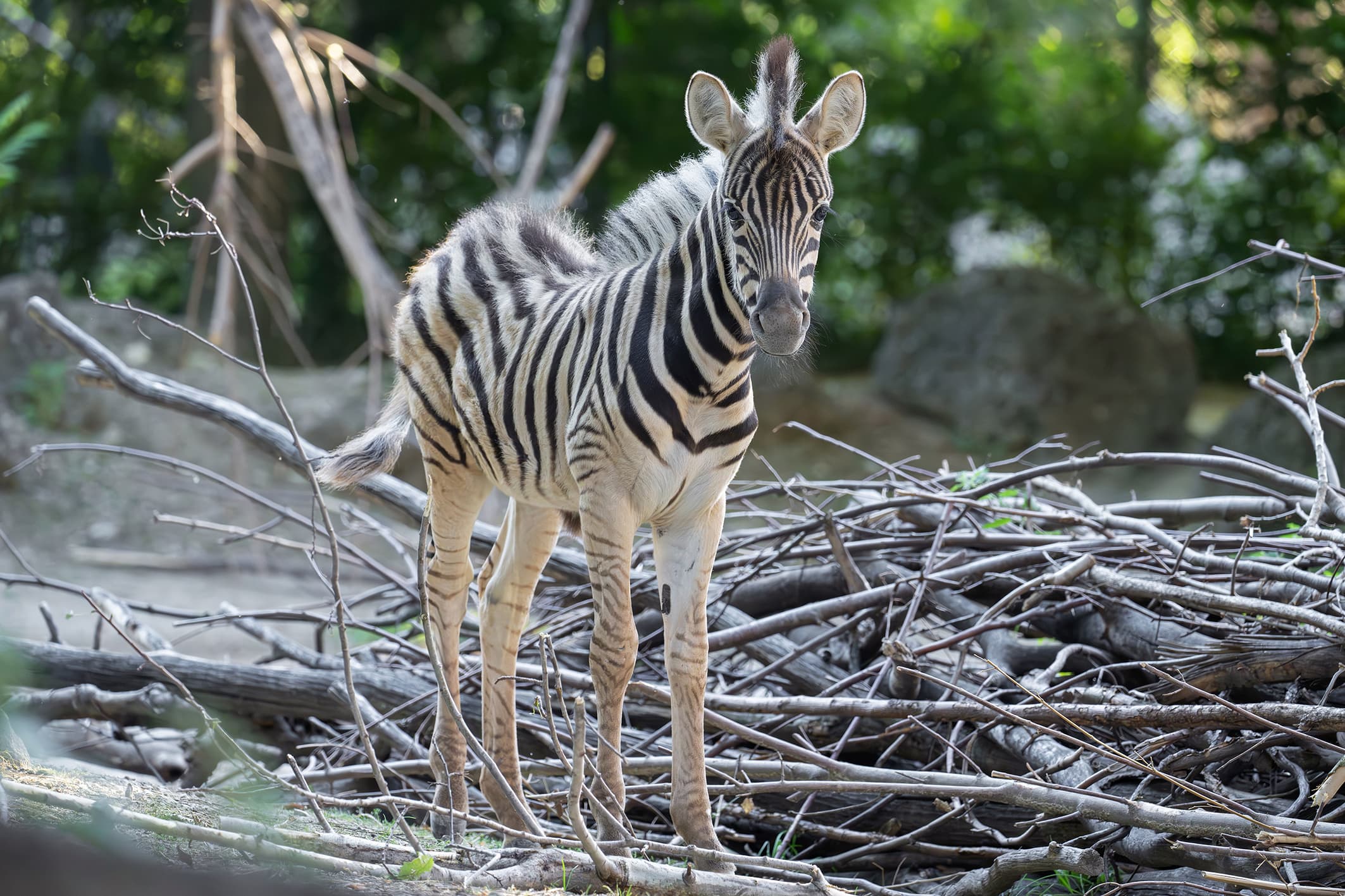 Picture shows male zebra foal born in May, 2026, exploring its enclosure. It's still being nursed regularly, but is showing increasing interest in the food of the adult animals. Note: Press release picture. (Daniel Zupanc, Tiergarten Schonbrunn, Newsflash/NX)