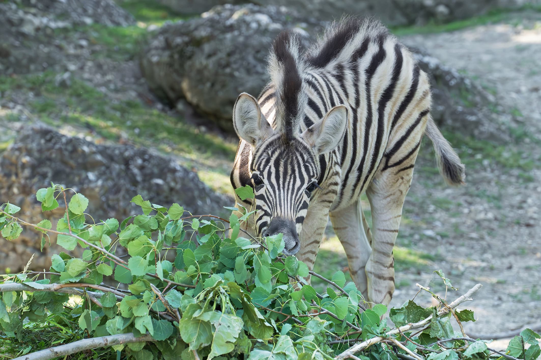 Picture shows male zebra foal born in May, 2026, exploring its enclosure. It's still being nursed regularly, but is showing increasing interest in the food of the adult animals. Note: Press release picture. (Daniel Zupanc, Tiergarten Schonbrunn, Newsflash/NX)