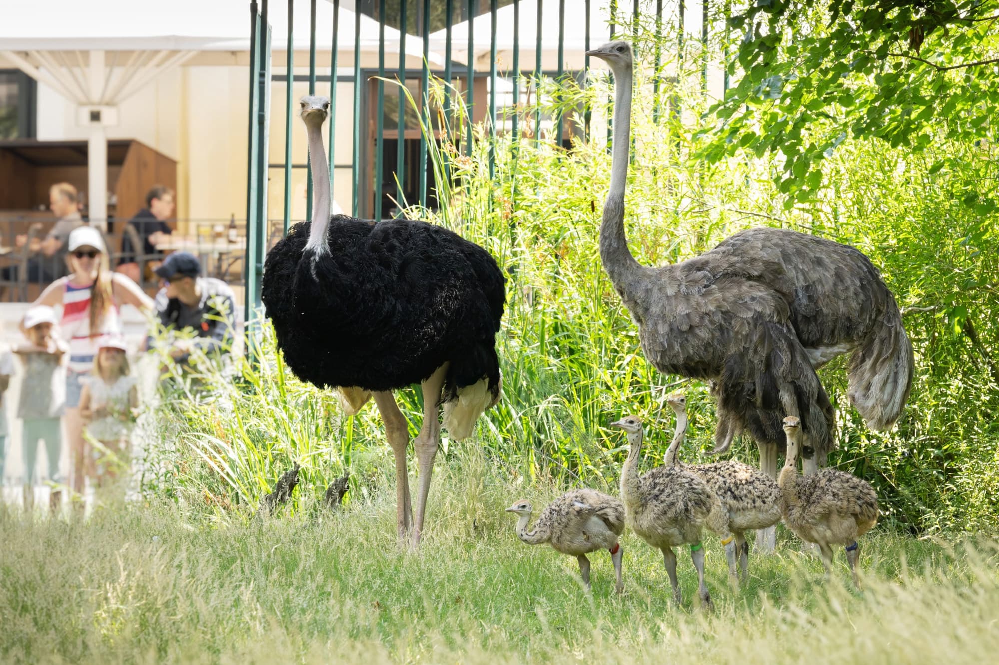 For the first time in the Vienna zoo's more than 270-year history, critically endangered North African red-necked ostriches have been naturally hatched by their parents and are now being raised by them. Note: Photo obtained from the zoo. (Daniel Zupanc/Newsflash/NX)
