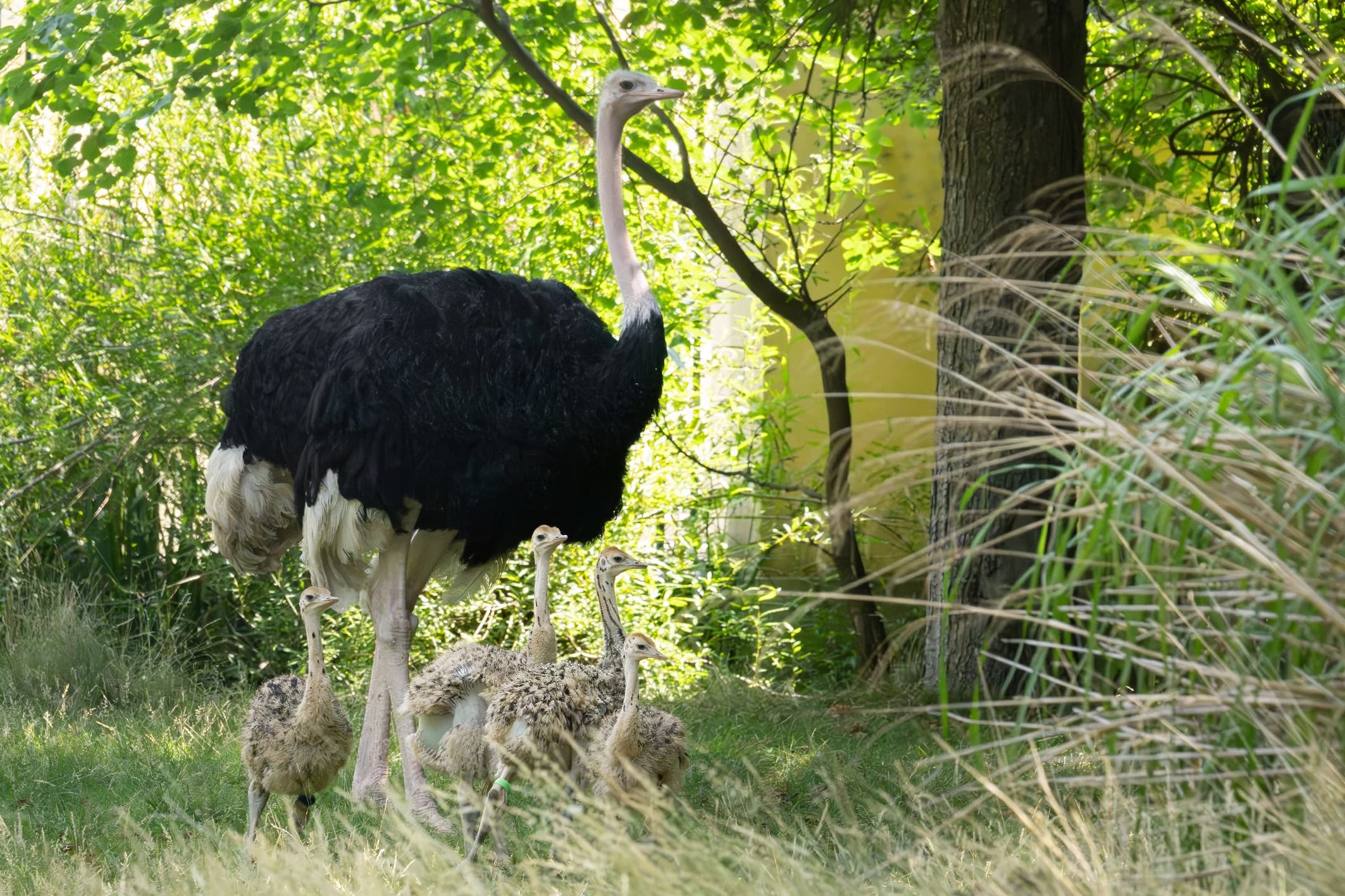 For the first time in the Vienna zoo's more than 270-year history, critically endangered North African red-necked ostriches have been naturally hatched by their parents and are now being raised by them. Note: Photo obtained from the zoo. (Daniel Zupanc/Newsflash/NX)