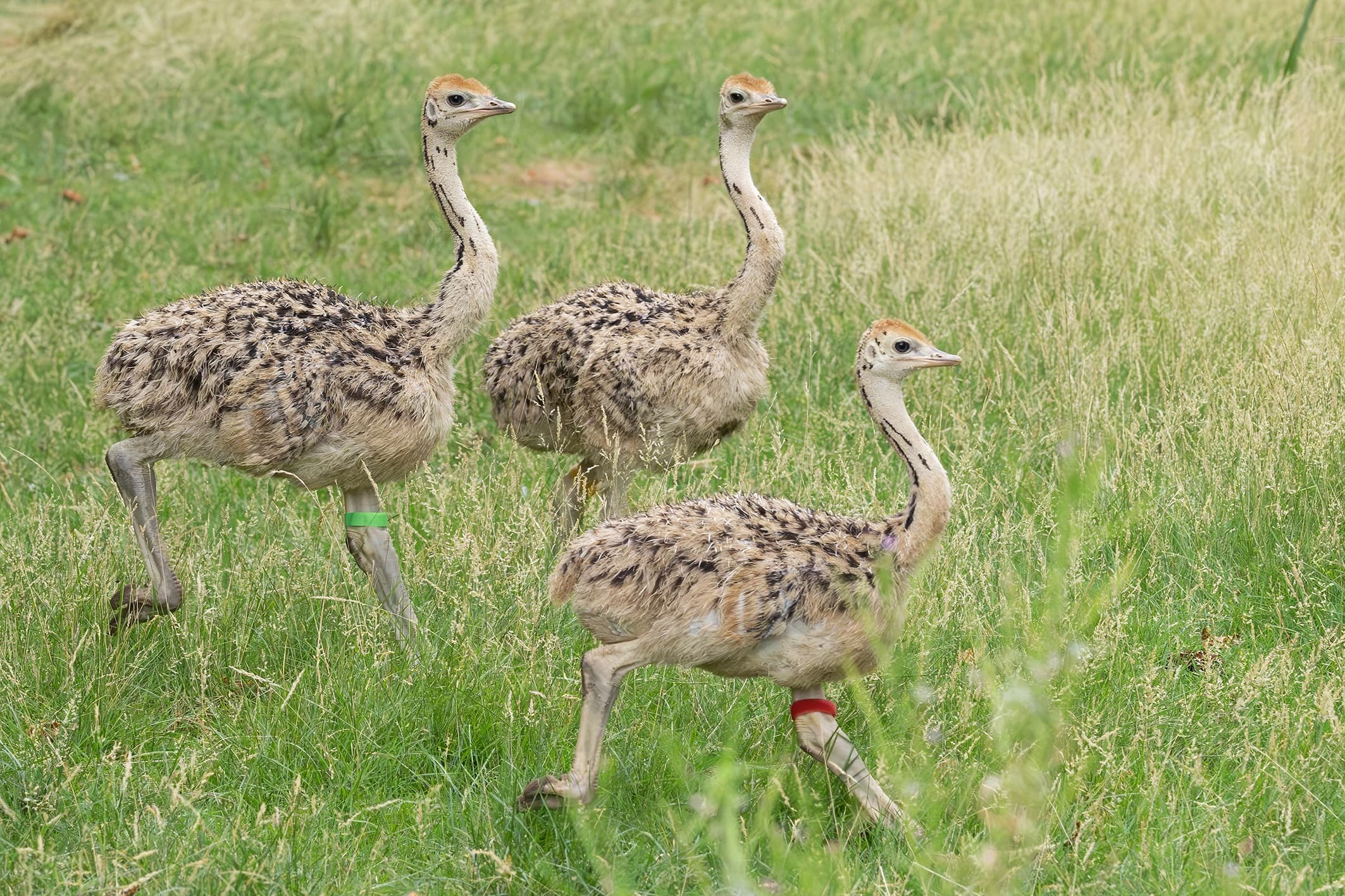 For the first time in the Vienna zoo's more than 270-year history, critically endangered North African red-necked ostriches have been naturally hatched by their parents and are now being raised by them. Note: Photo obtained from the zoo. (Daniel Zupanc/Newsflash/NX)