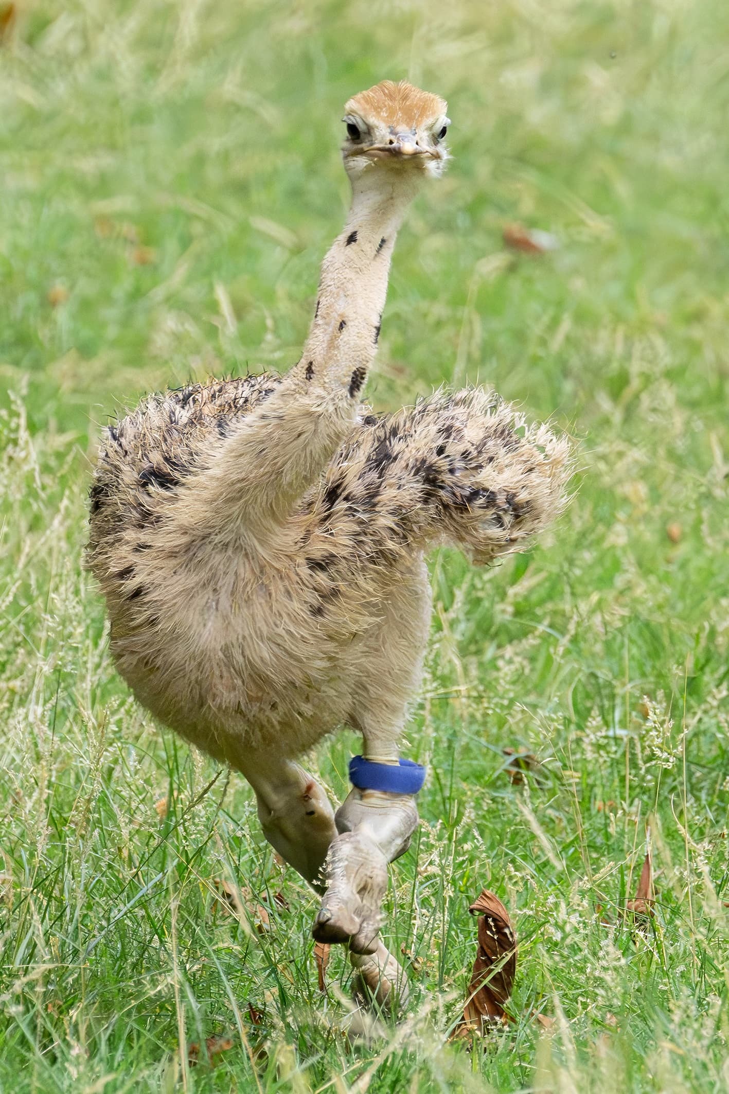 For the first time in the Vienna zoo's more than 270-year history, critically endangered North African red-necked ostriches have been naturally hatched by their parents and are now being raised by them. Note: Photo obtained from the zoo. (Daniel Zupanc/Newsflash/NX)