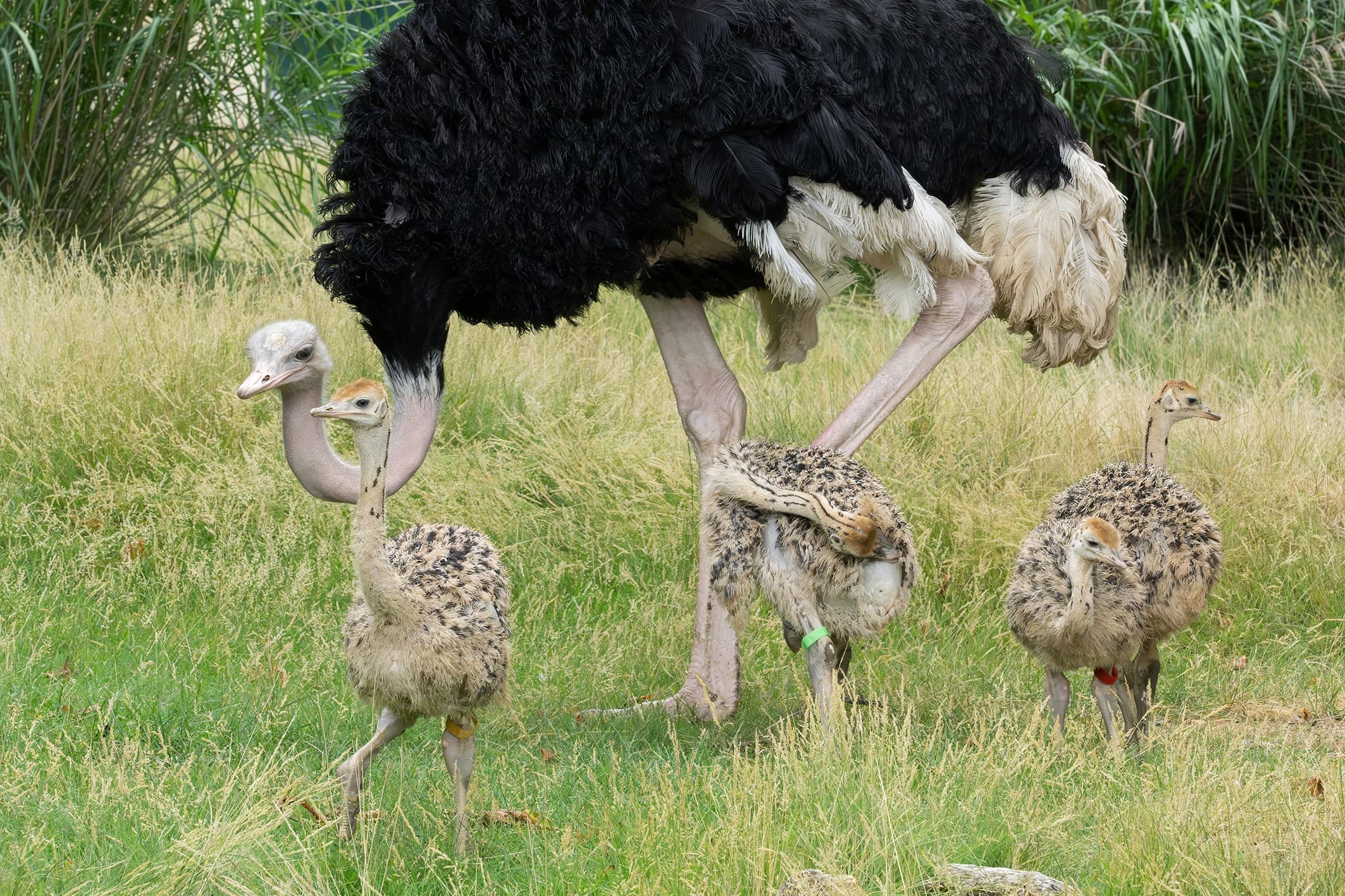 For the first time in the Vienna zoo's more than 270-year history, critically endangered North African red-necked ostriches have been naturally hatched by their parents and are now being raised by them. Note: Photo obtained from the zoo. (Daniel Zupanc/Newsflash/NX)