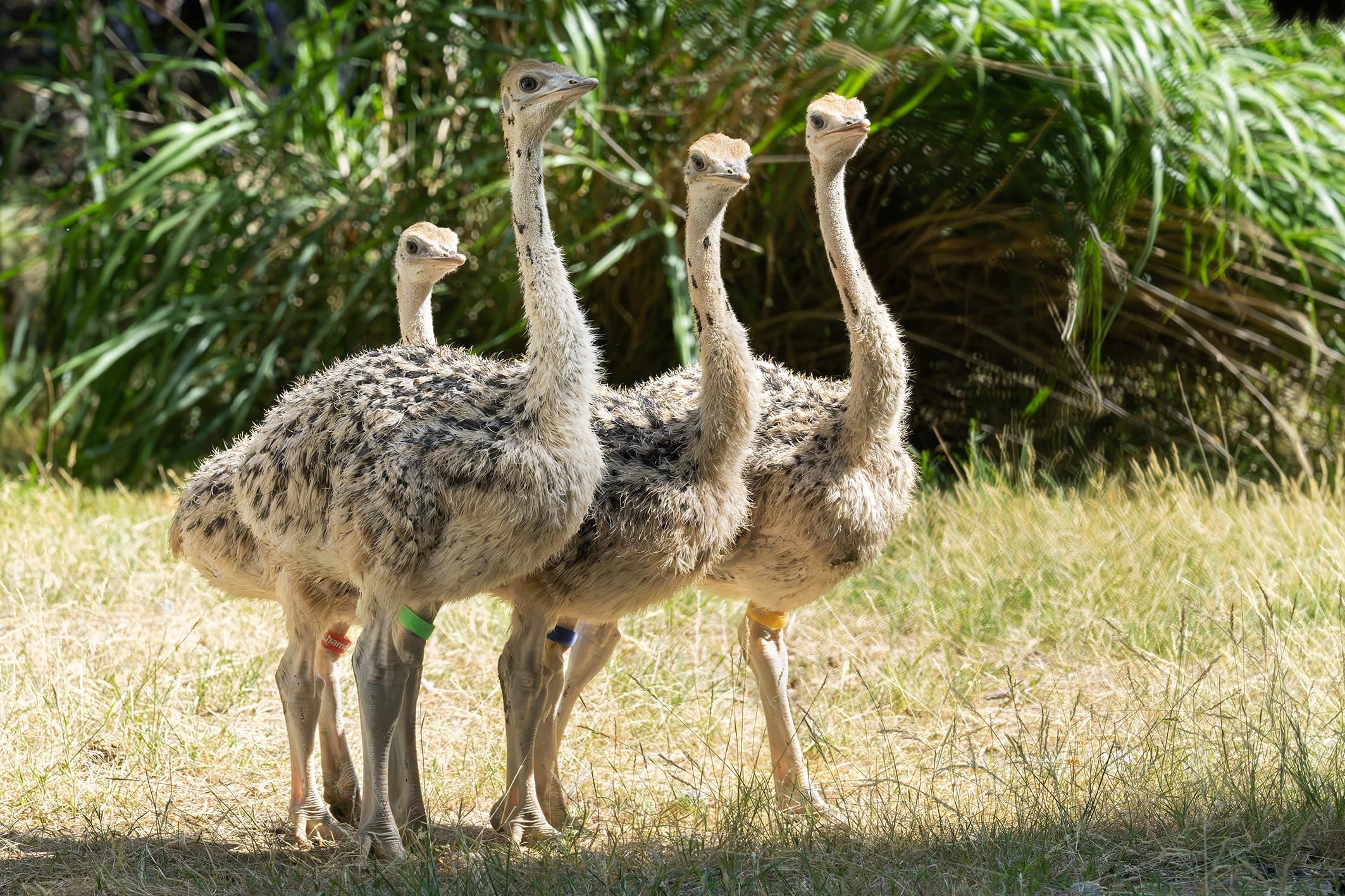 For the first time in the Vienna zoo's more than 270-year history, critically endangered North African red-necked ostriches have been naturally hatched by their parents and are now being raised by them. Note: Photo obtained from the zoo. (Daniel Zupanc/Newsflash/NX)