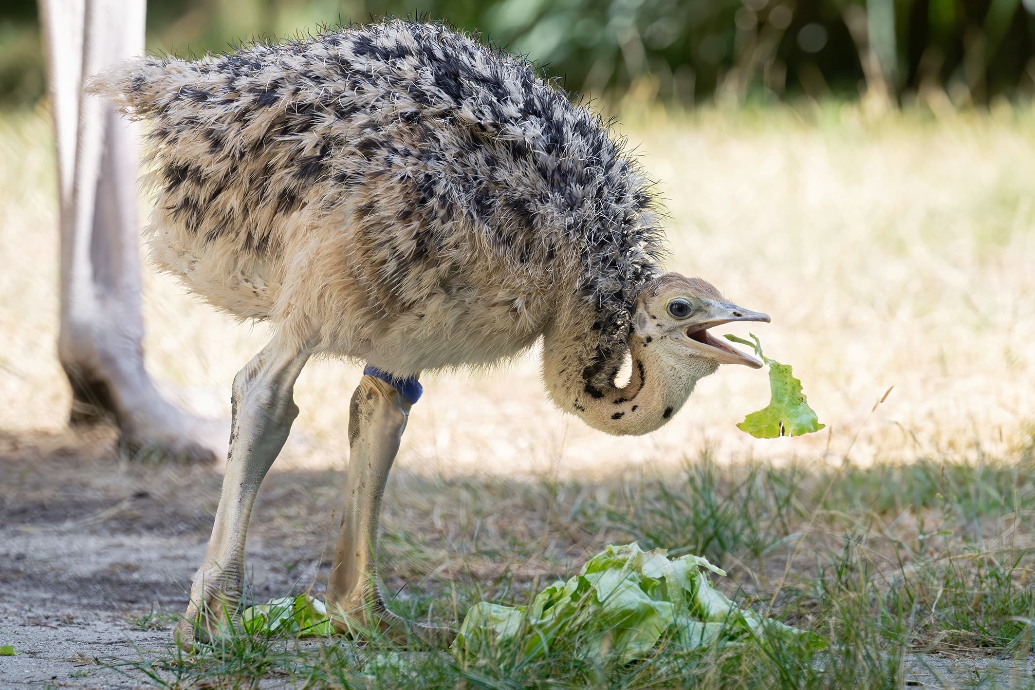 For the first time in the Vienna zoo's more than 270-year history, critically endangered North African red-necked ostriches have been naturally hatched by their parents and are now being raised by them. Note: Photo obtained from the zoo. (Daniel Zupanc/Newsflash/NX)