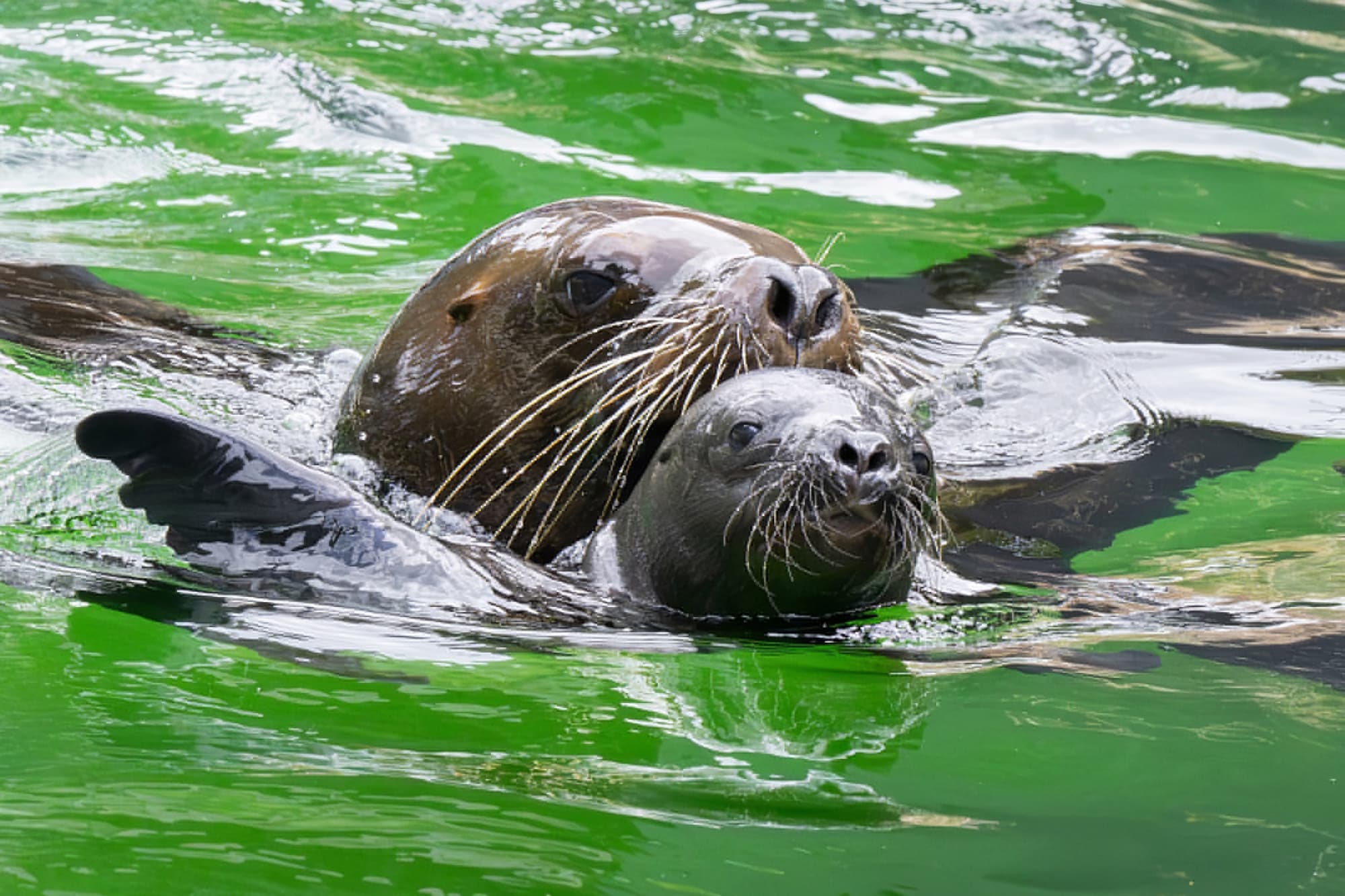 Picture shows the South American sea lions at Vienna zoo, Austria, undated. A South American sea lion pup was born in early July and another in mid-July. Note: Photo obtained with permission from zoo. (Daniel Zupanc/Newsflash/NX)