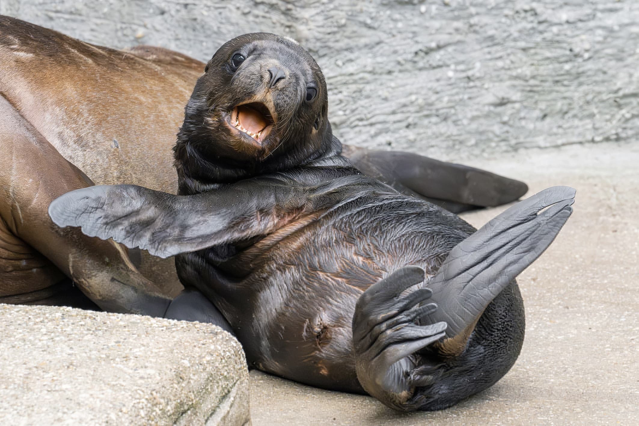 Picture shows the South American sea lions at Vienna zoo, Austria, undated. A South American sea lion pup was born in early July and another in mid-July. Note: Photo obtained with permission from zoo. (Daniel Zupanc/Newsflash/NX)