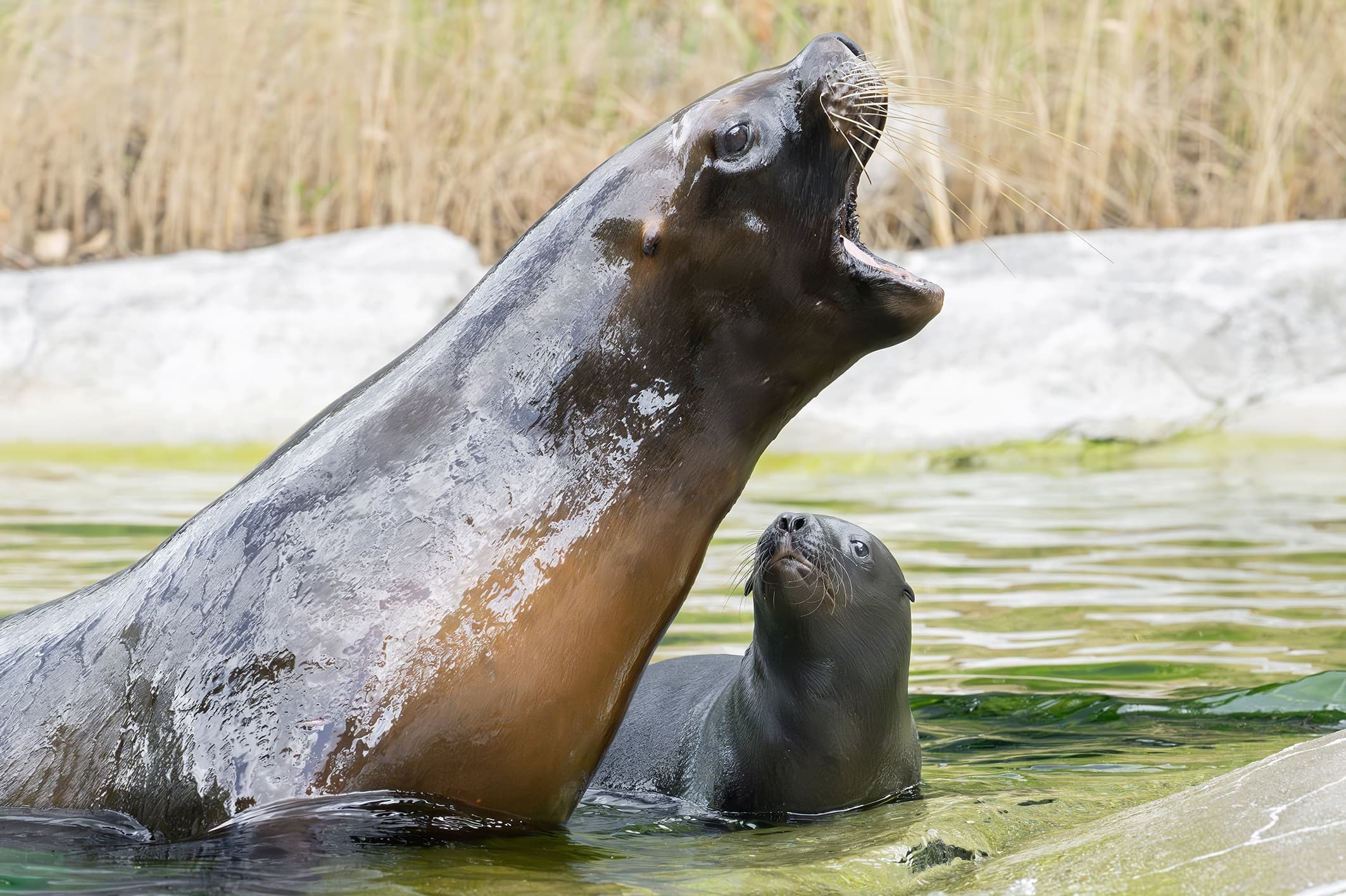 Picture shows the South American sea lions at Vienna zoo, Austria, undated. A South American sea lion pup was born in early July and another in mid-July. Note: Photo obtained with permission from zoo. (Daniel Zupanc/Newsflash/NX)