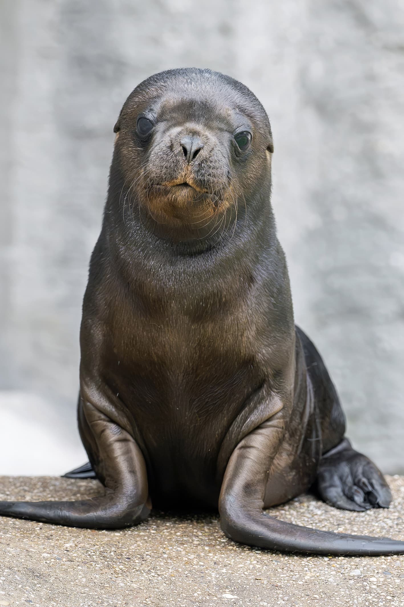 Picture shows the South American sea lions at Vienna zoo, Austria, undated. A South American sea lion pup was born in early July and another in mid-July. Note: Photo obtained with permission from zoo. (Daniel Zupanc/Newsflash/NX)