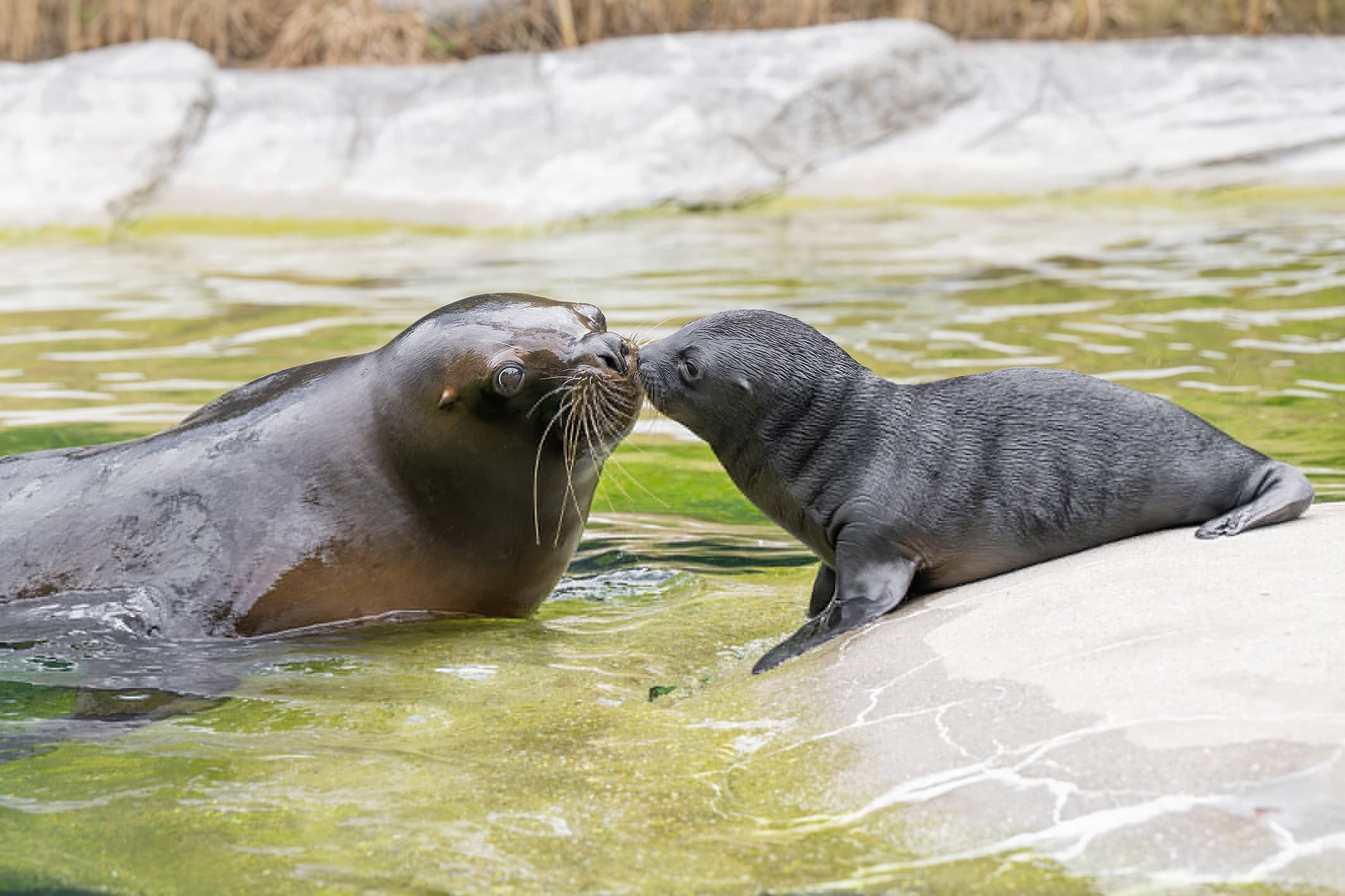 Picture shows the South American sea lions at Vienna zoo, Austria, undated. A South American sea lion pup was born in early July and another in mid-July. Note: Photo obtained with permission from zoo. (Daniel Zupanc/Newsflash/NX)