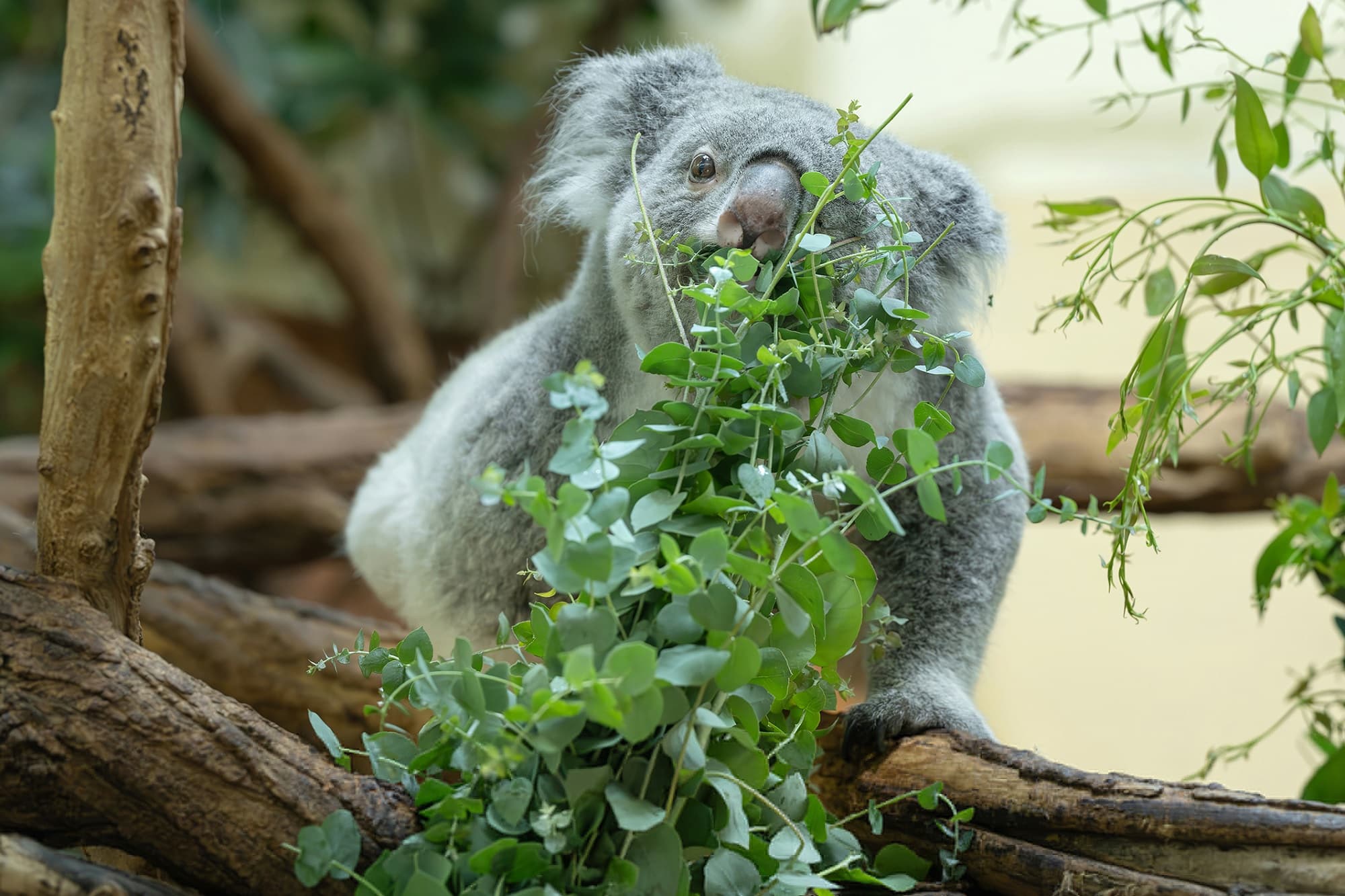 Schonbrunn koalas test eucalyptus from Styria, undated. Note: Photo obtained from zoo. (Daniel Zupanc/Newsflash/NX)