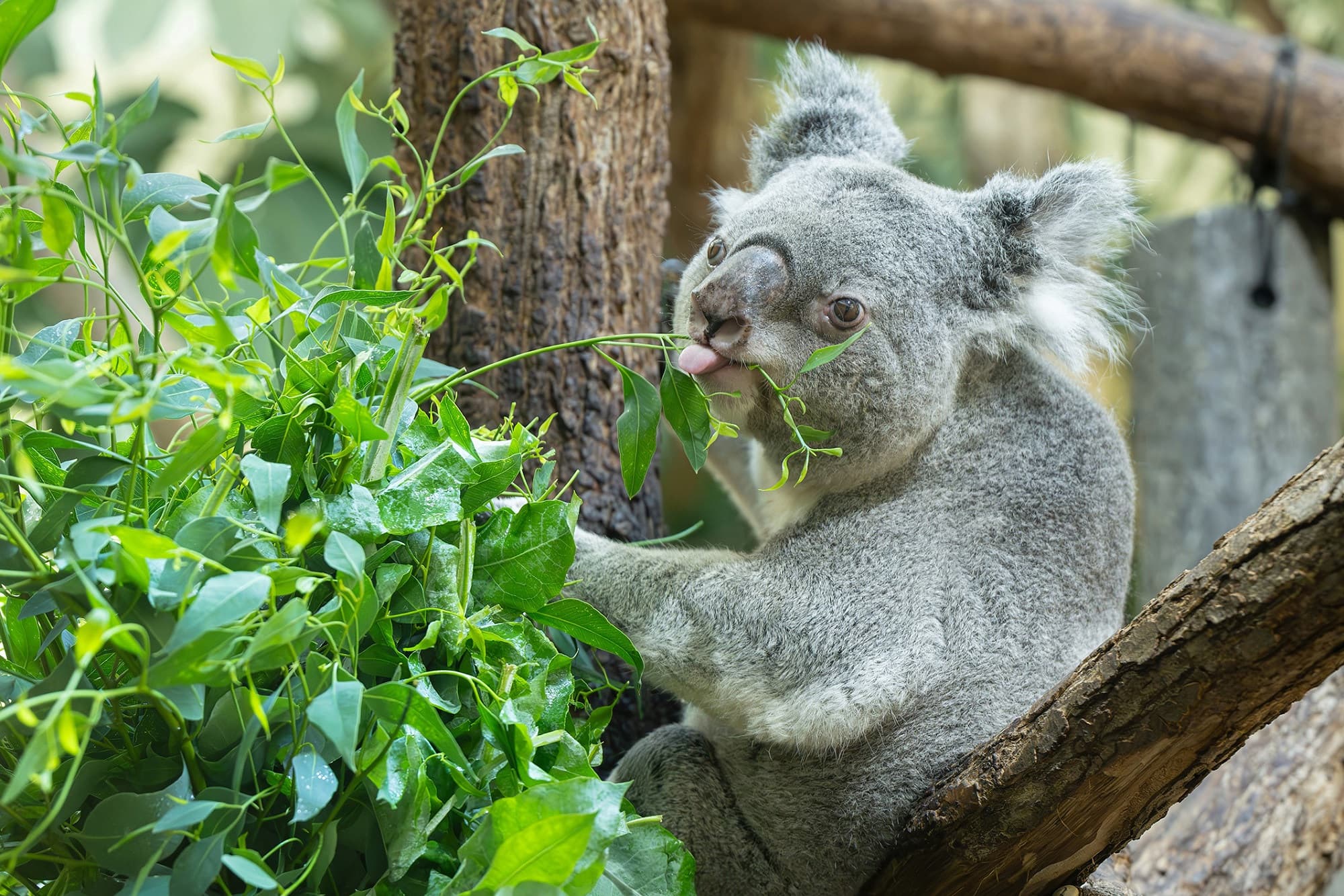Schonbrunn koalas test eucalyptus from Styria, undated. Note: Photo obtained from zoo. (Daniel Zupanc/Newsflash/NX)