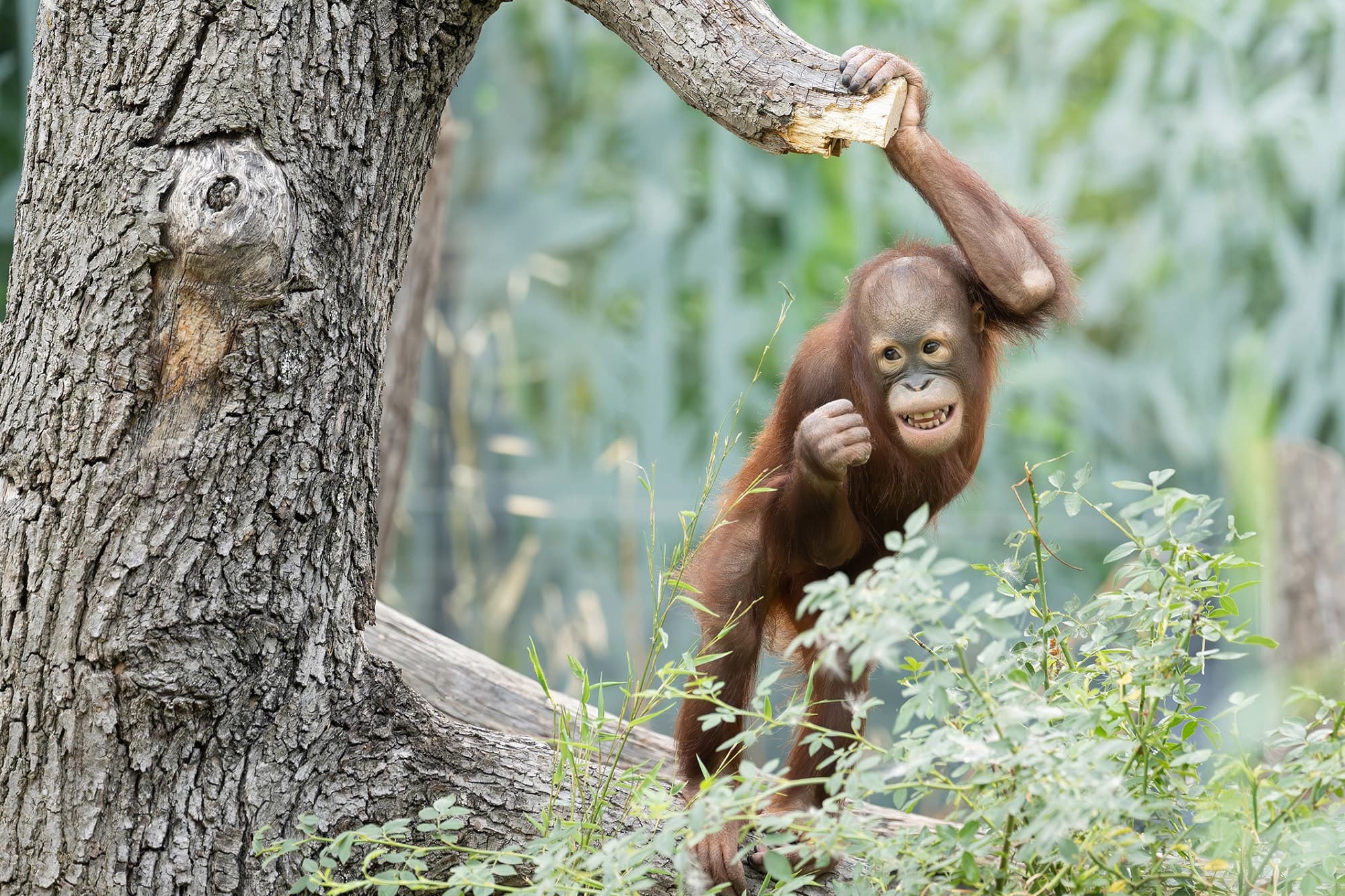 Picture shows the Bornean orangutan at Vienna Zoo, Austria, undated. Note: Photo from Vienna Zoo. (Daniel Zupanc/Newsflash/NX)