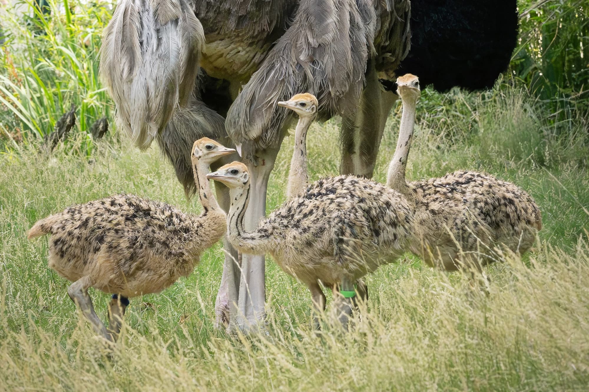 For the first time in the Vienna zoo's more than 270-year history, critically endangered North African red-necked ostriches have been naturally hatched by their parents and are now being raised by them. Note: Photo obtained from the zoo. (Daniel Zupanc/Newsflash/NX)