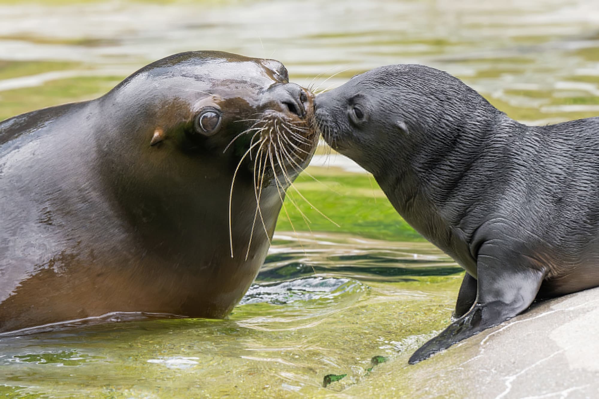 Picture shows the South American sea lions at Vienna zoo, Austria, undated. A South American sea lion pup was born in early July and another in mid-July. Note: Photo obtained with permission from zoo. (Daniel Zupanc/Newsflash/NX)